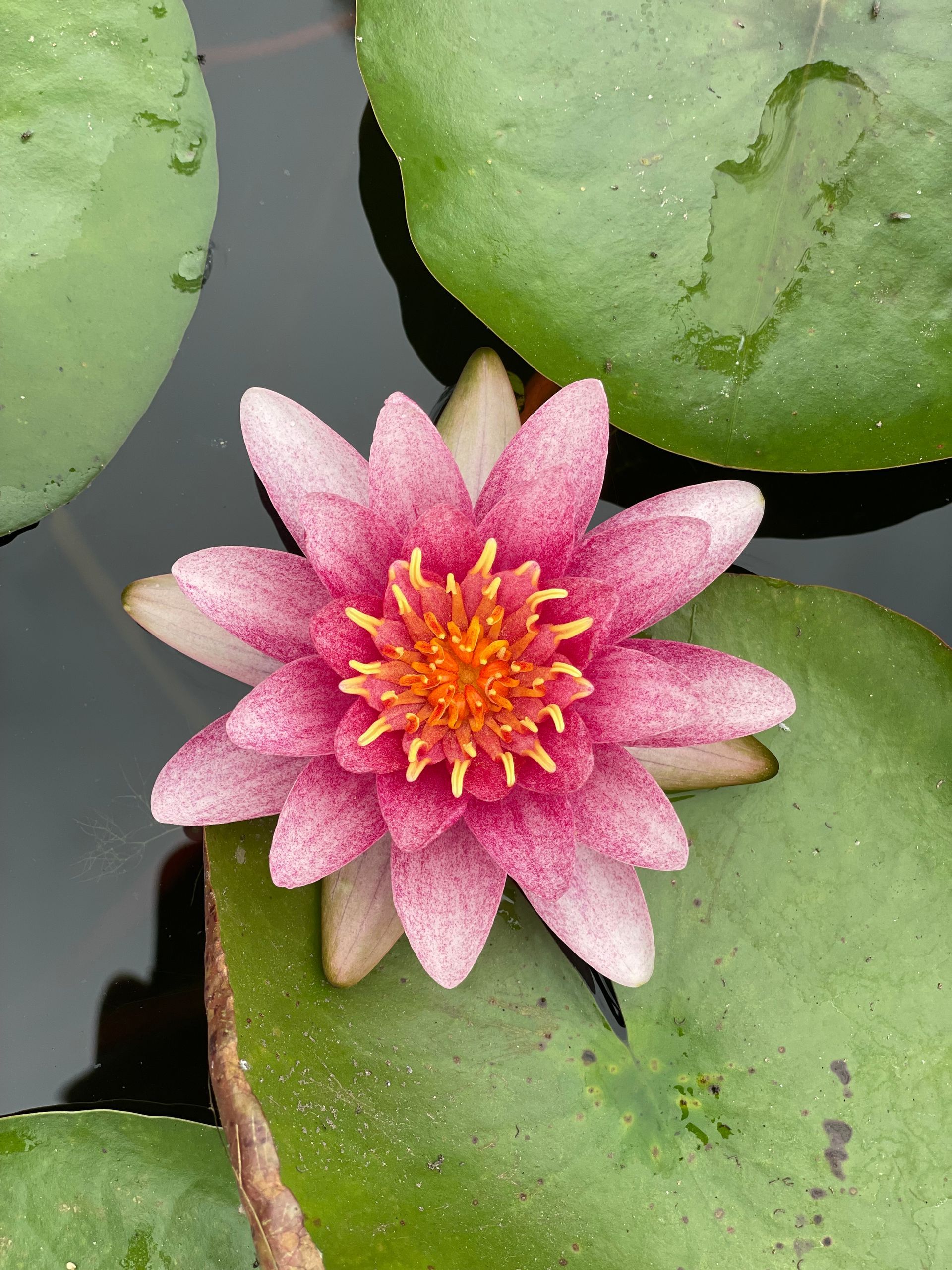Pink water lily with yellow center among green lily pads