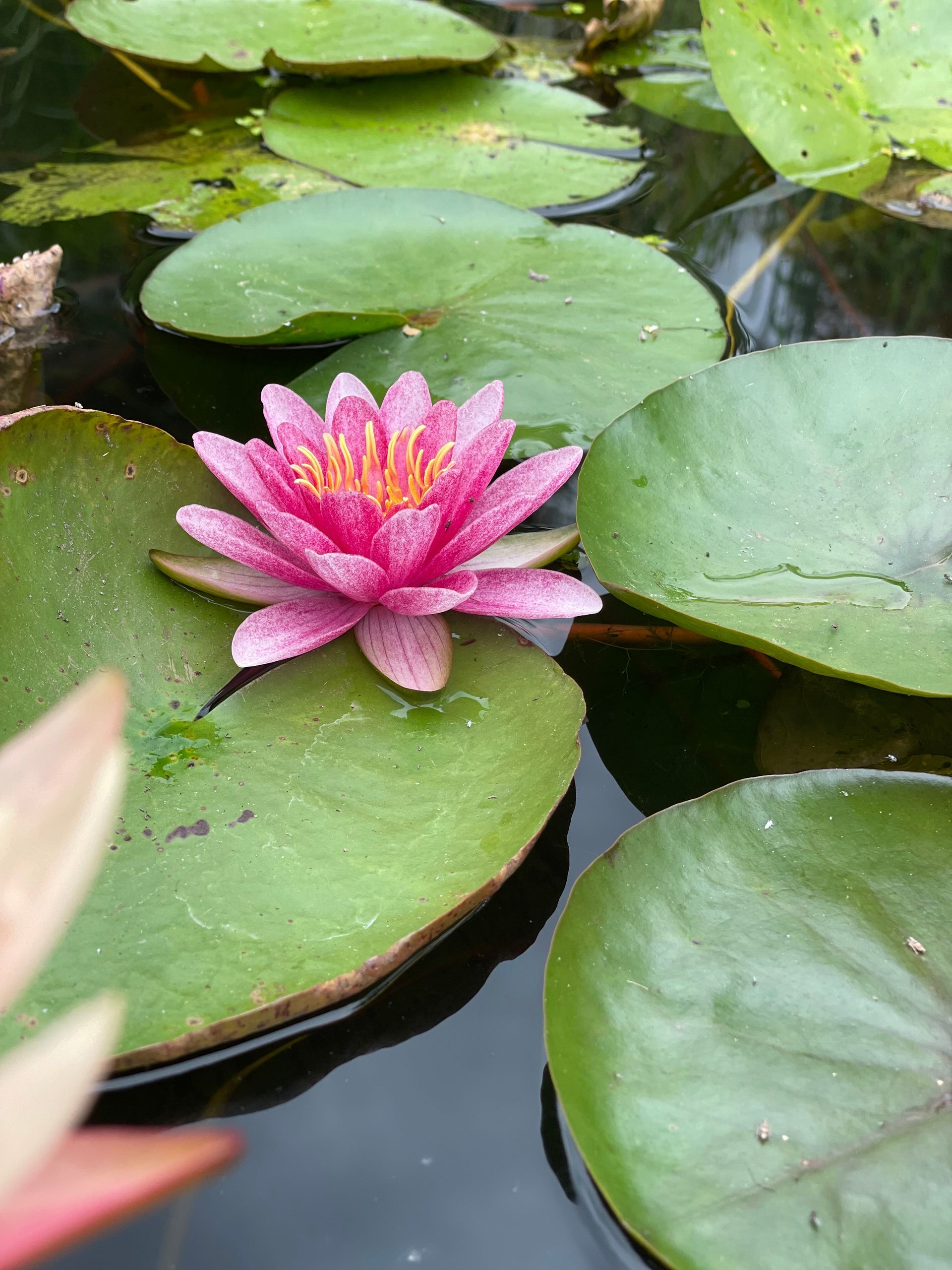 Pink water lily blooming among green lily pads on dark pond water