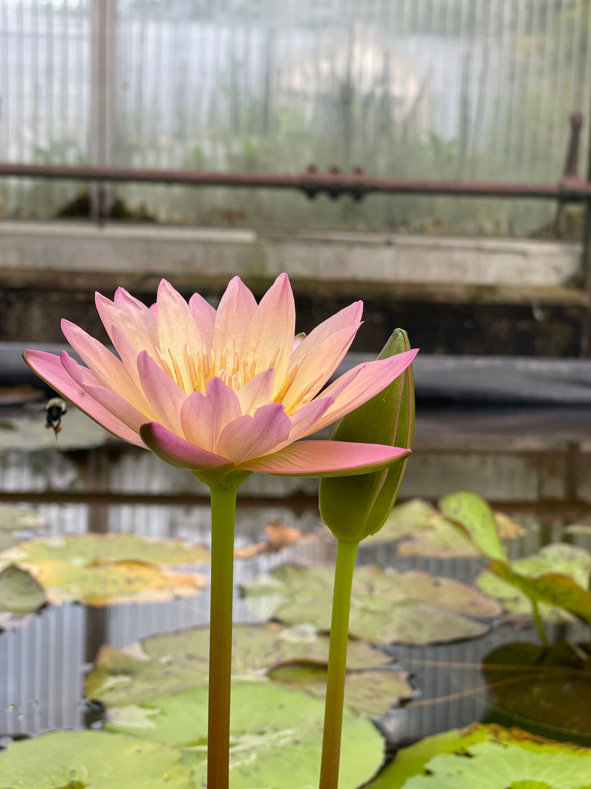 Pink lotus flower blooming in a pond, with a bud and lily pads in a greenhouse.