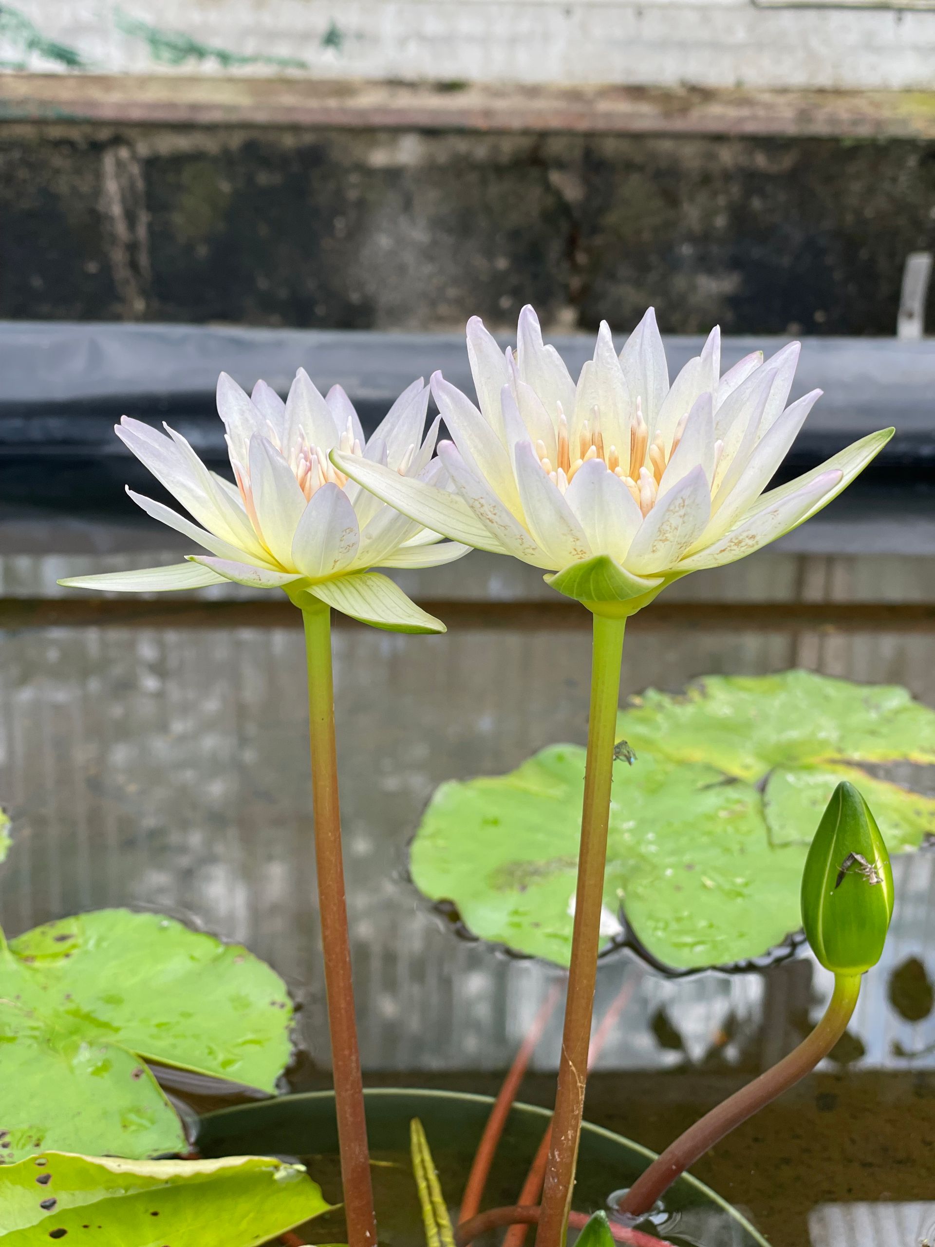 Two white water lilies blooming above green lily pads in a pond