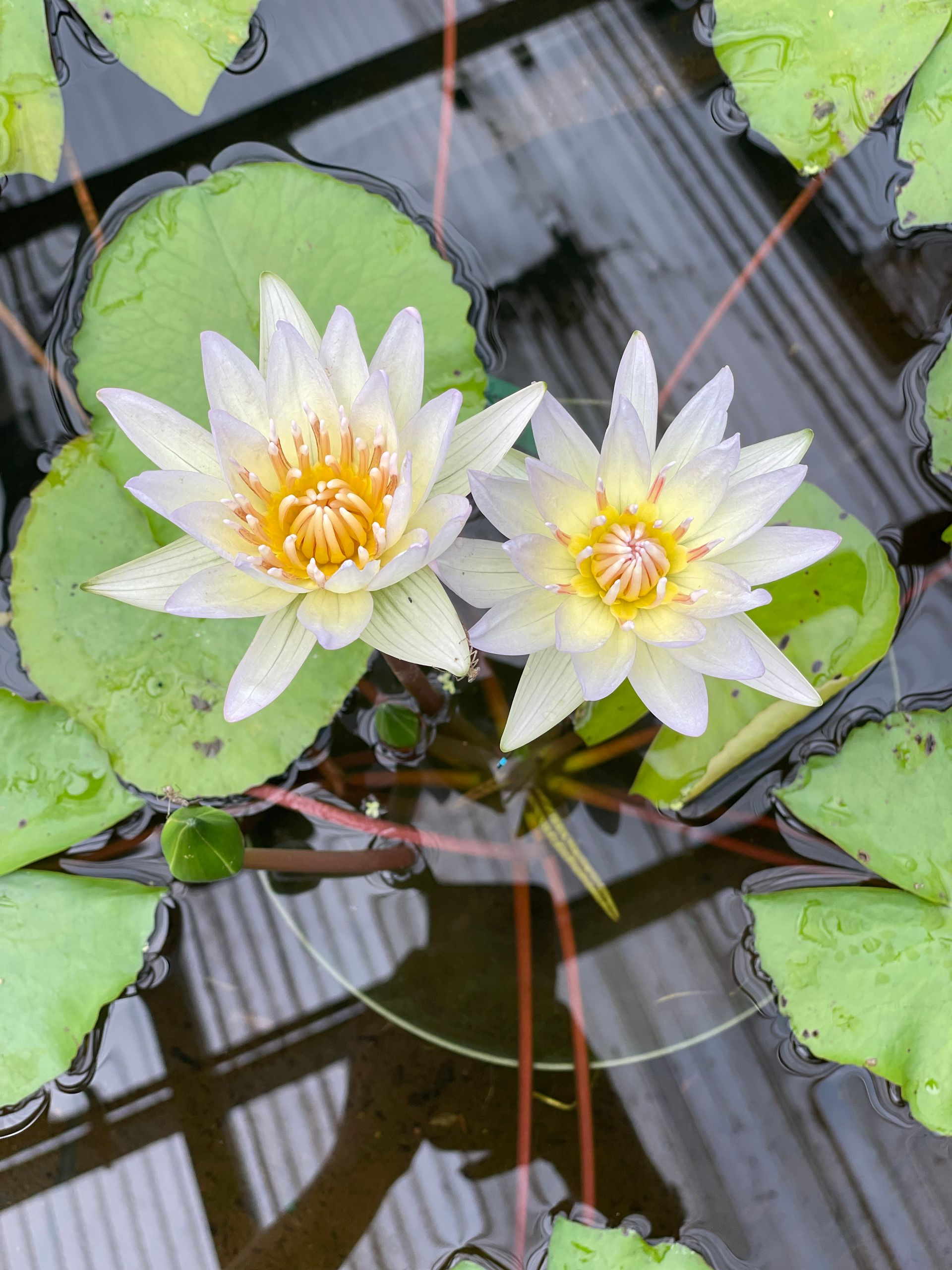 Two white water lilies with yellow centers floating on lily pads in a pond