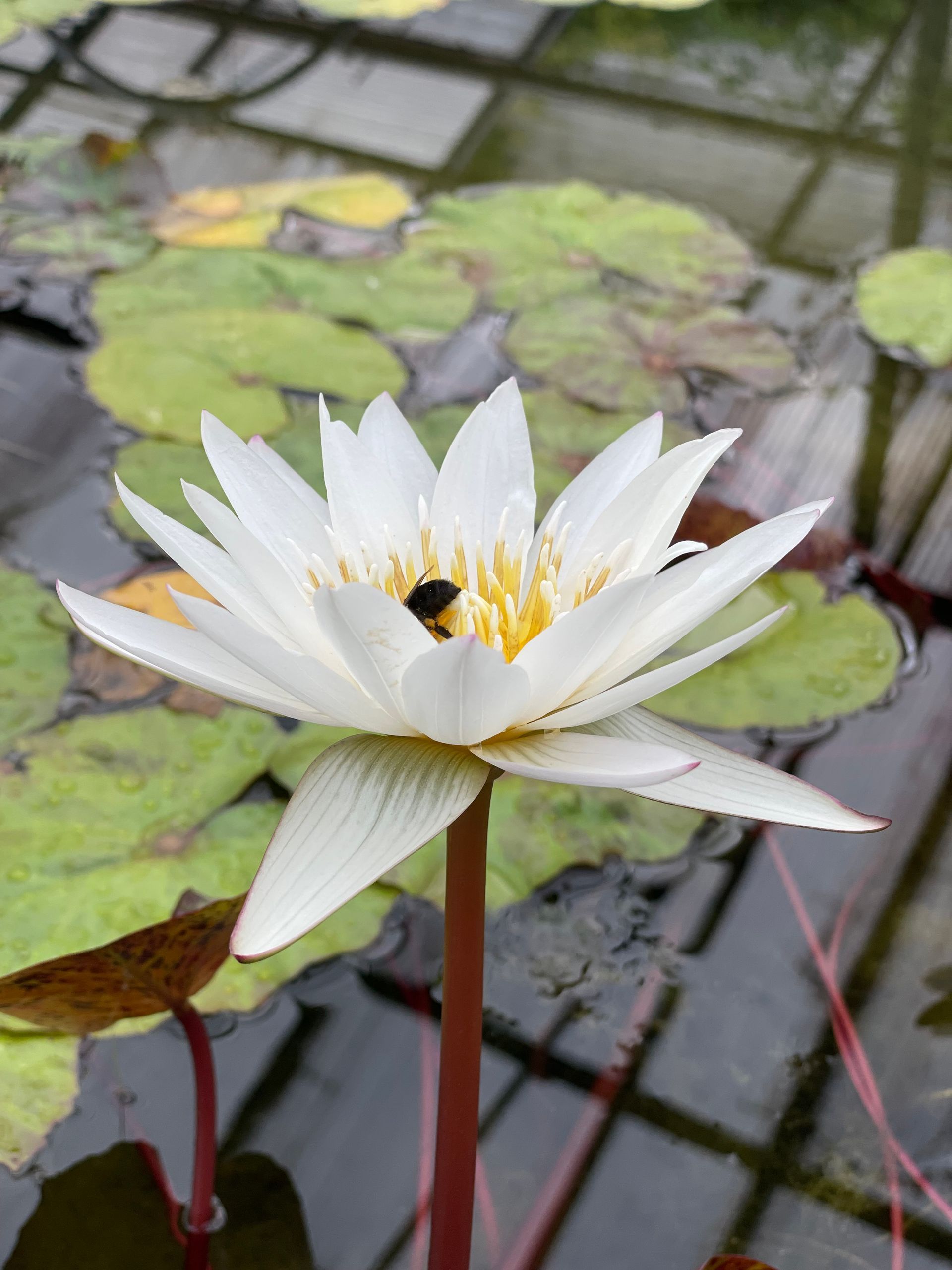 White water lily blooming on a pond with green lily pads and dark water reflections