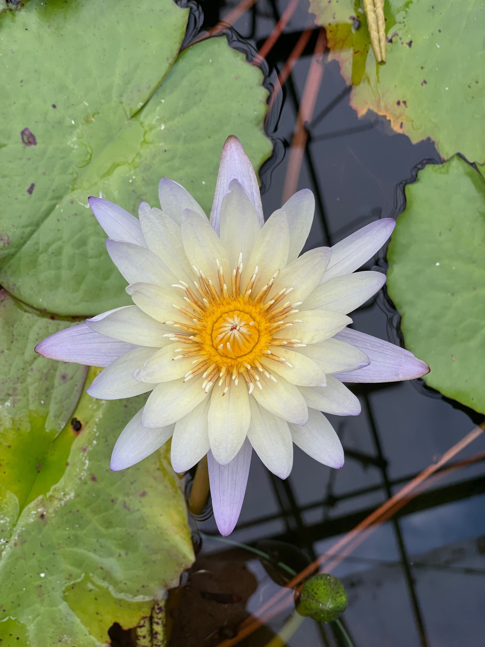 White water lily with yellow center floating among green lily pads on dark water