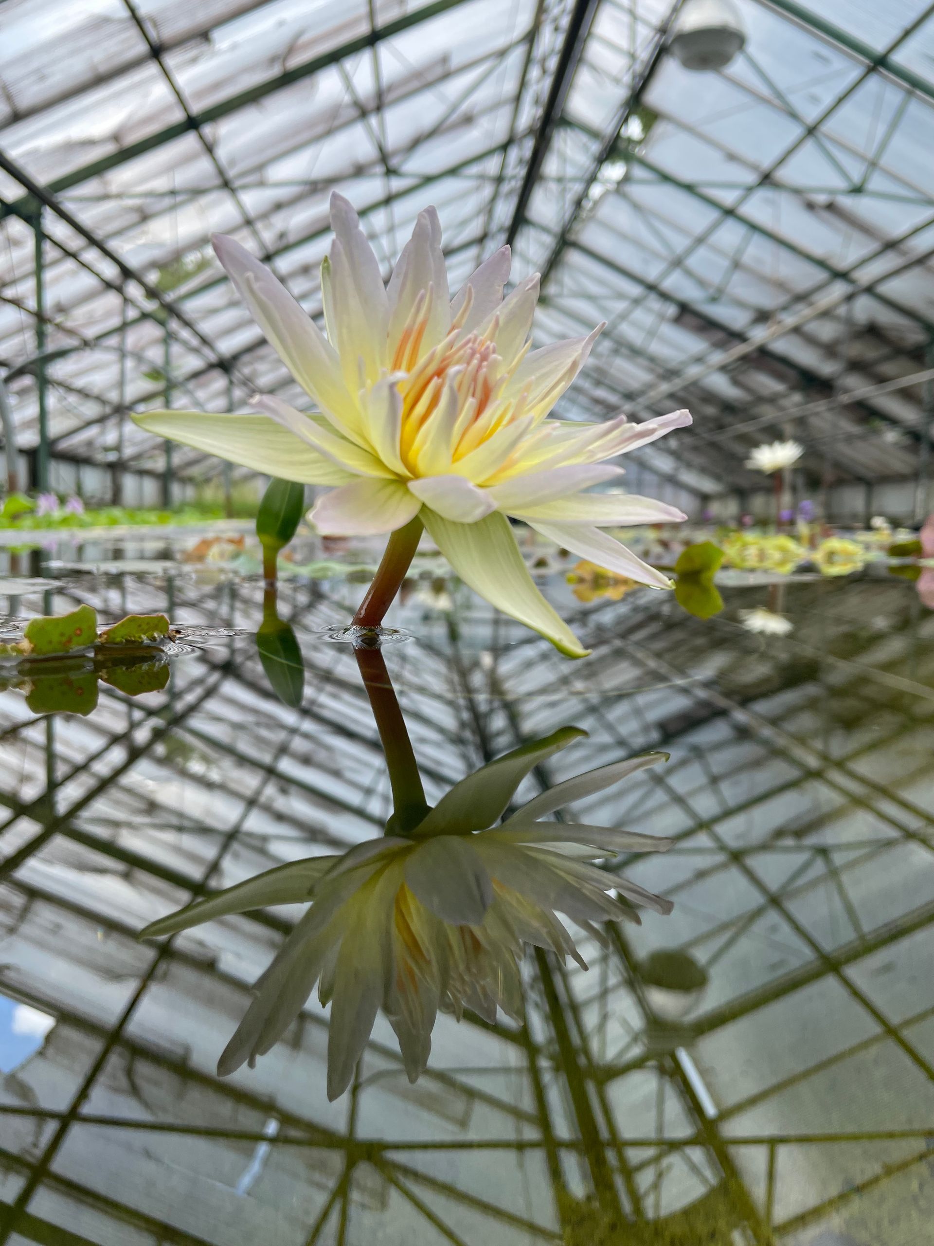 White and yellow water lily blooming in a greenhouse, reflected in still water