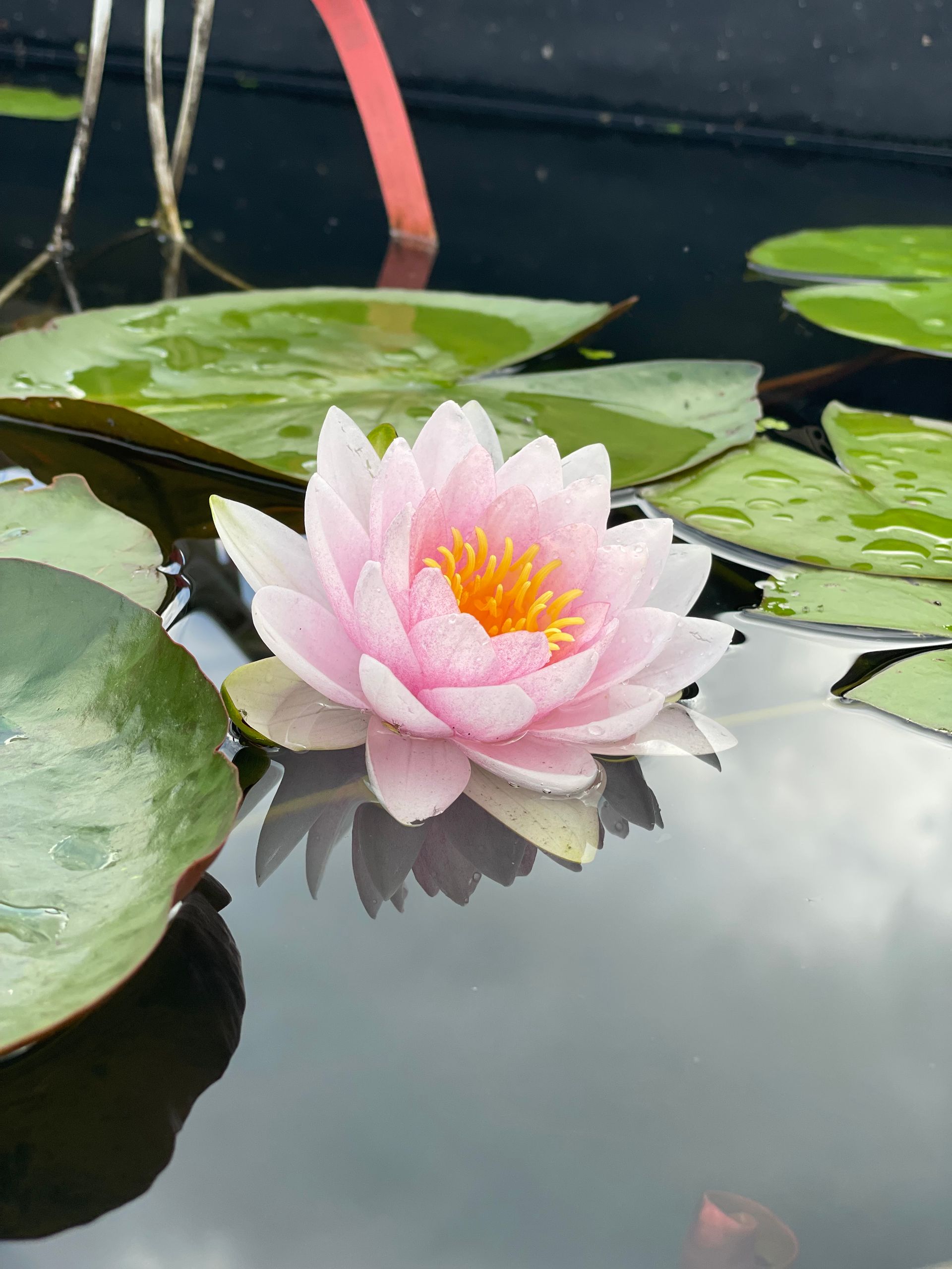 Pink water lily blooming on a pond with green lily pads and a clear reflection on the water