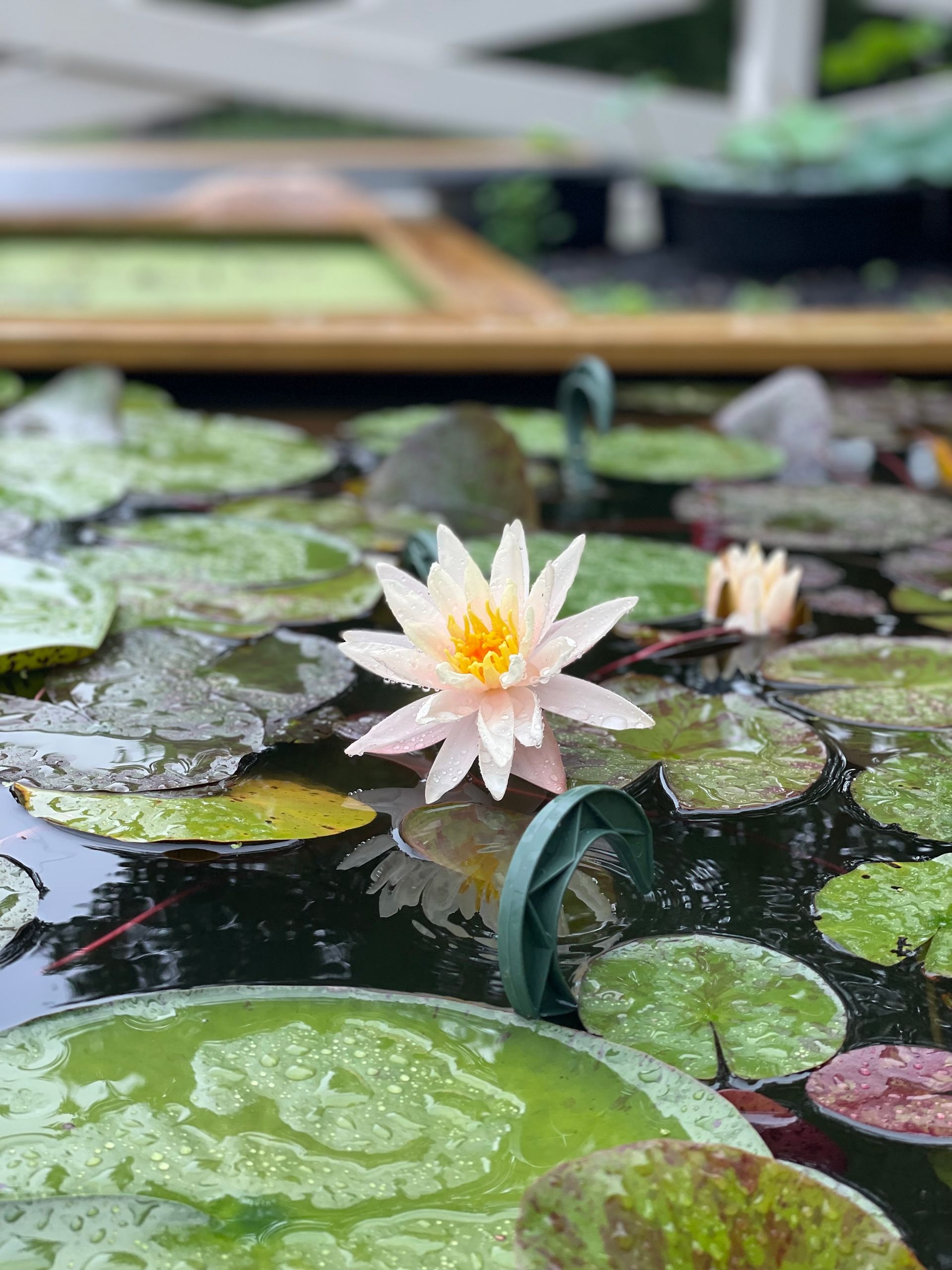 Pink water lily floating among green lily pads in a pond