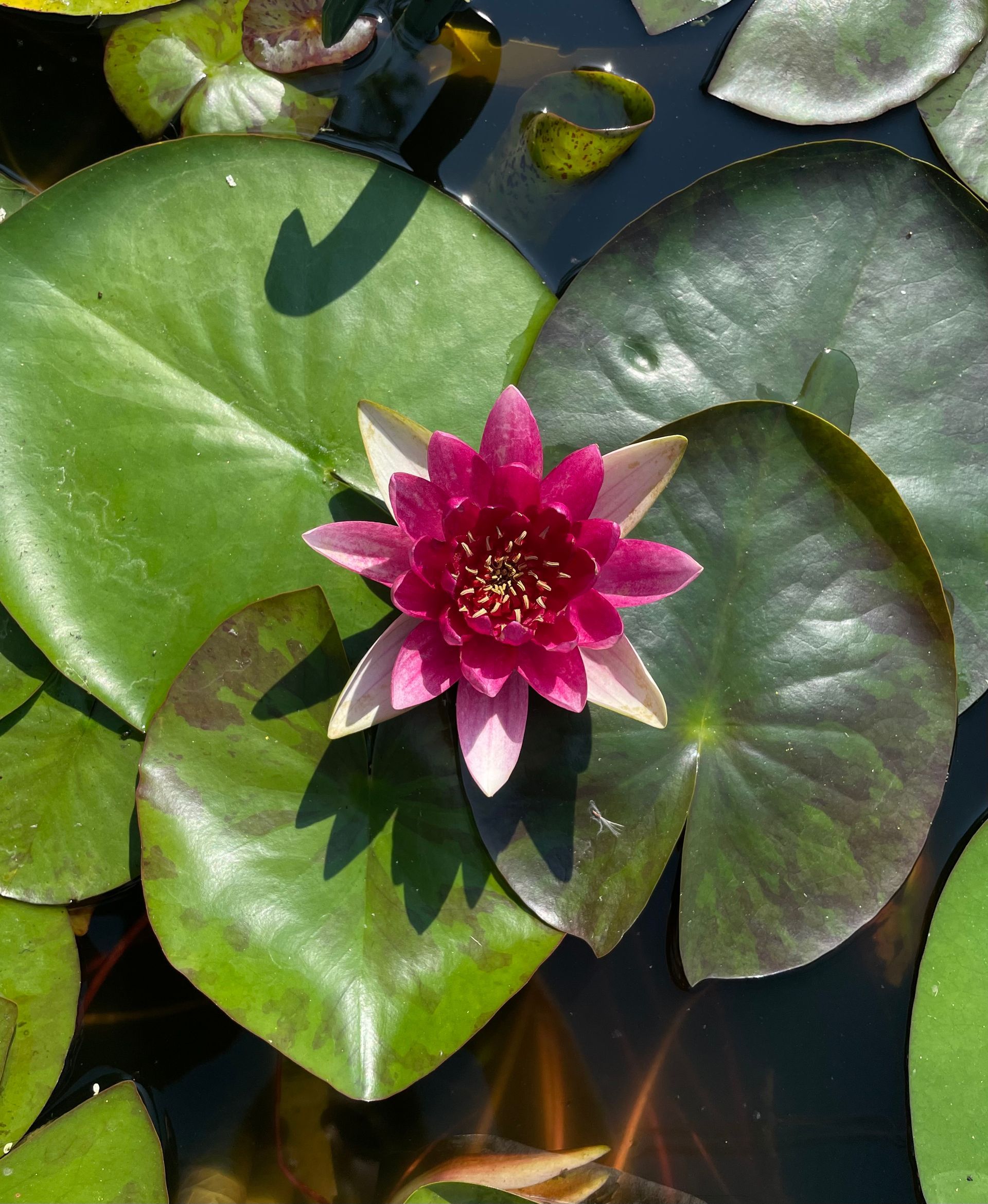 Pink water lily blooming among green lily pads on a pond