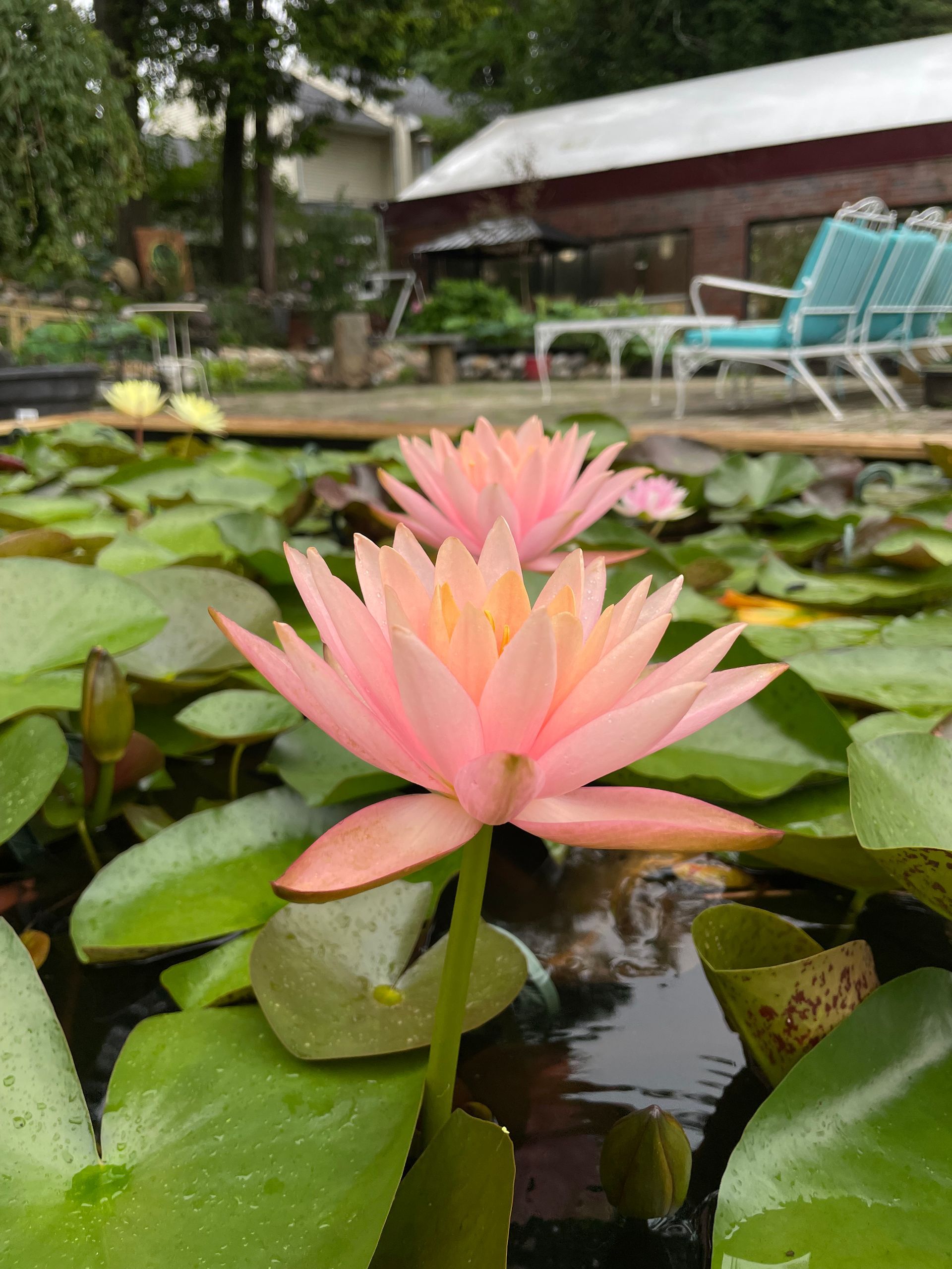 Pink water lilies blooming in a pond with green lily pads and patio chairs in the background