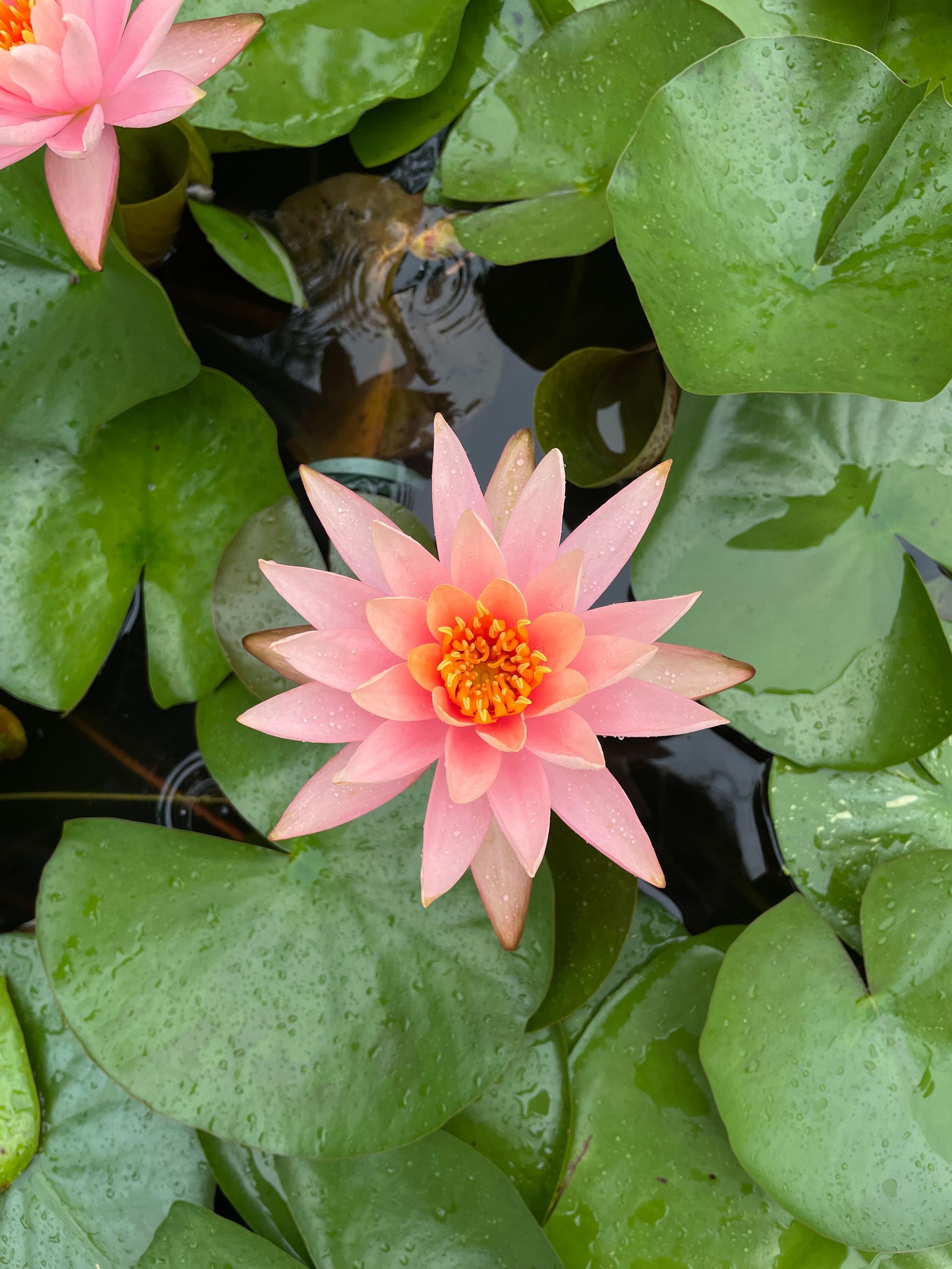 Pink water lilies floating among glossy green lily pads on dark pond water.