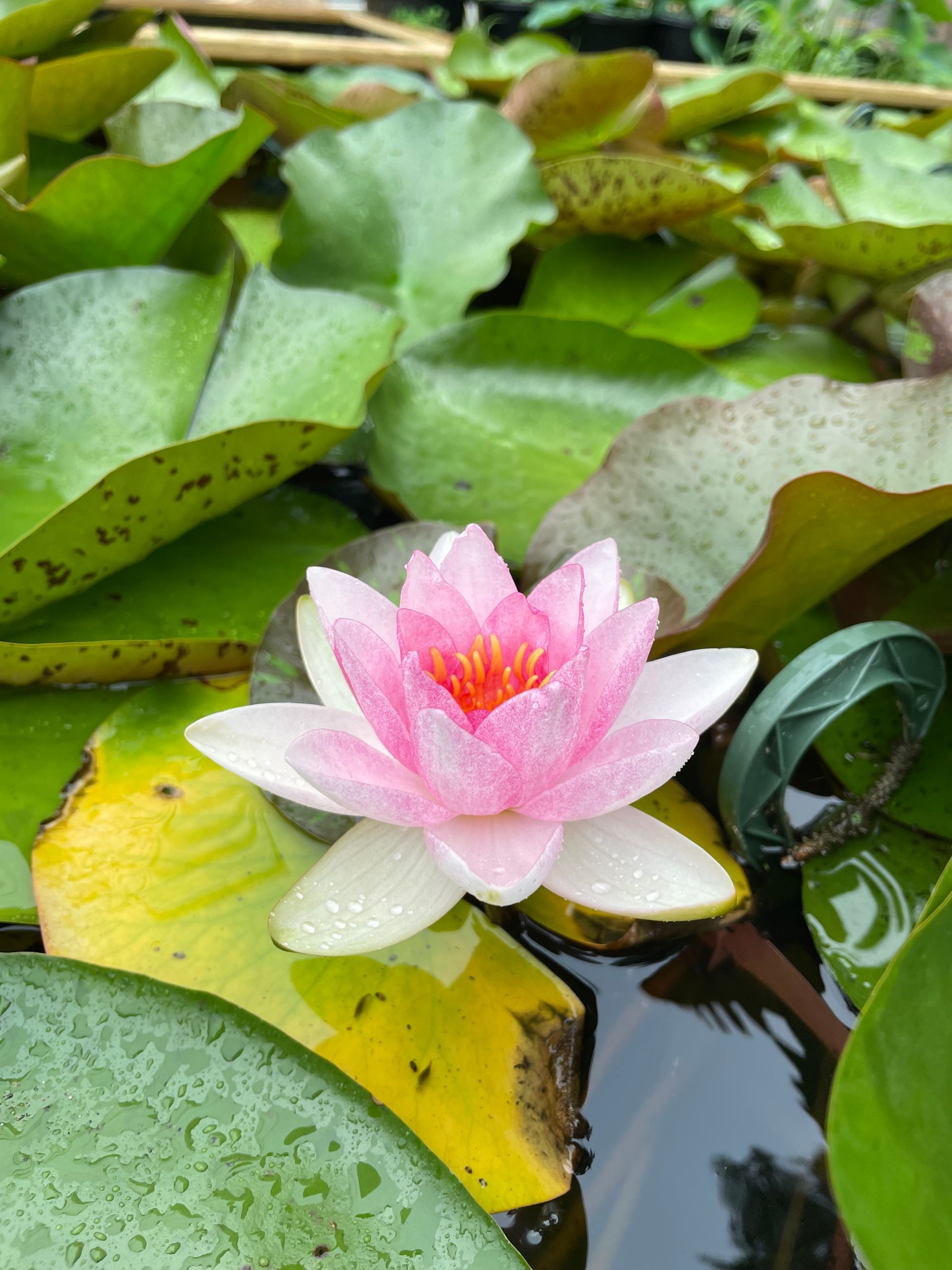 Pink water lily blooming among green lily pads on pond water