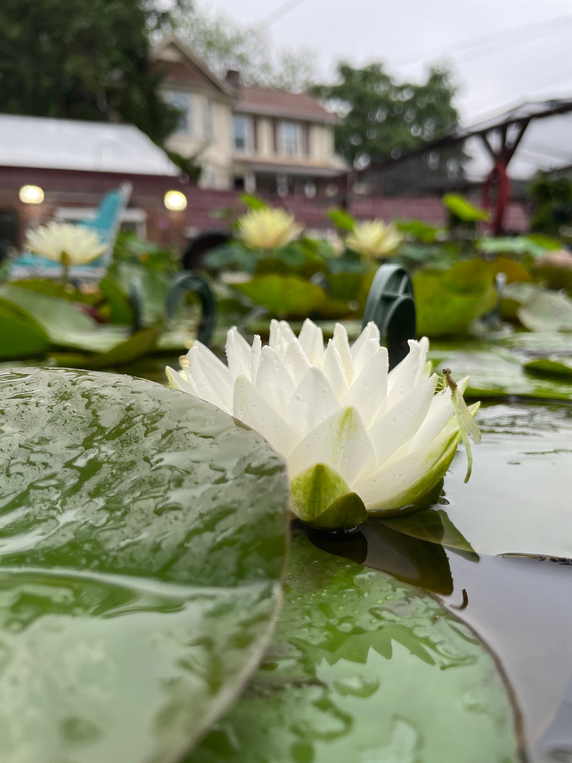 White water lily on a lily pad with raindrops, in a pond with buildings blurred in the background