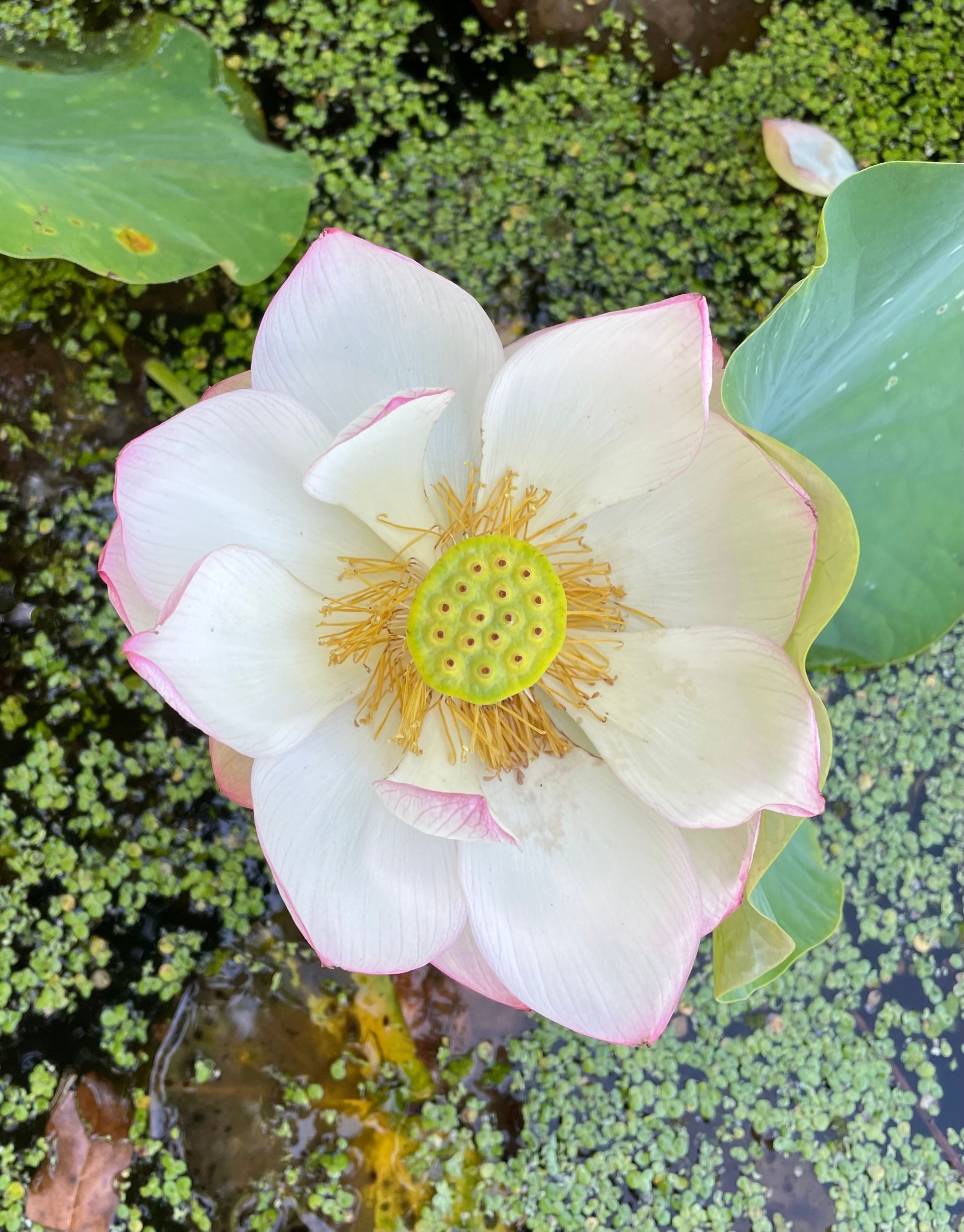 White lotus flower with pink-tinted petals floating among green lily pads on water