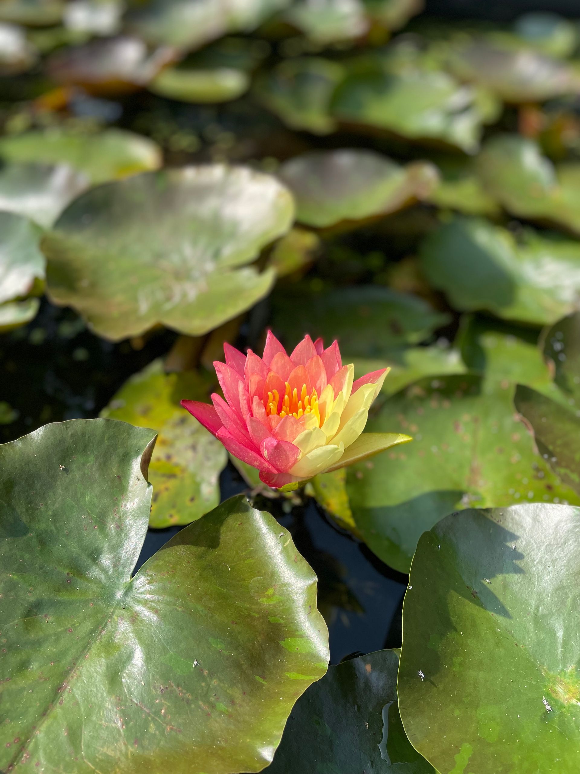 Pink water lily blooming among green lily pads on a pond