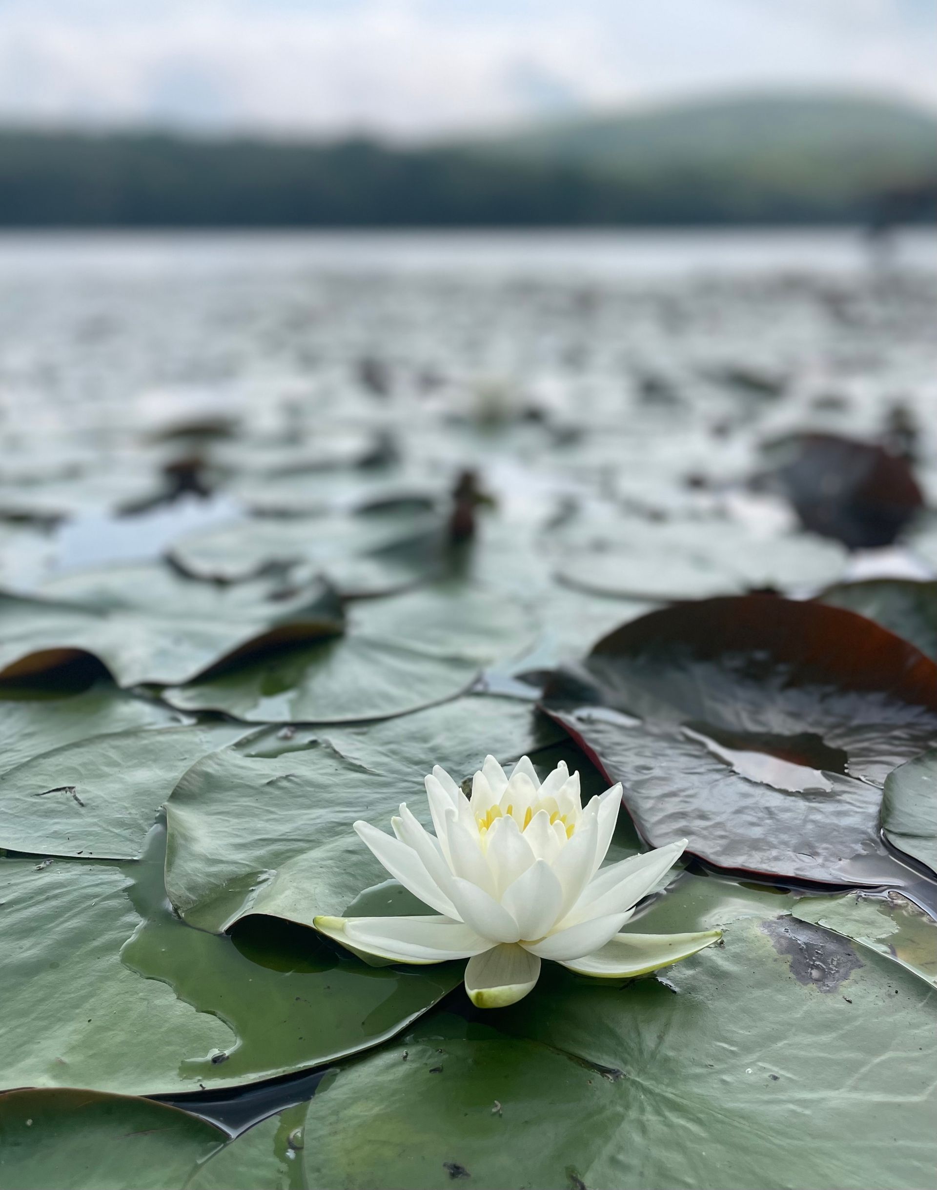 White water lily blooming on a pond of green lily pads, with a blurred shoreline in the background