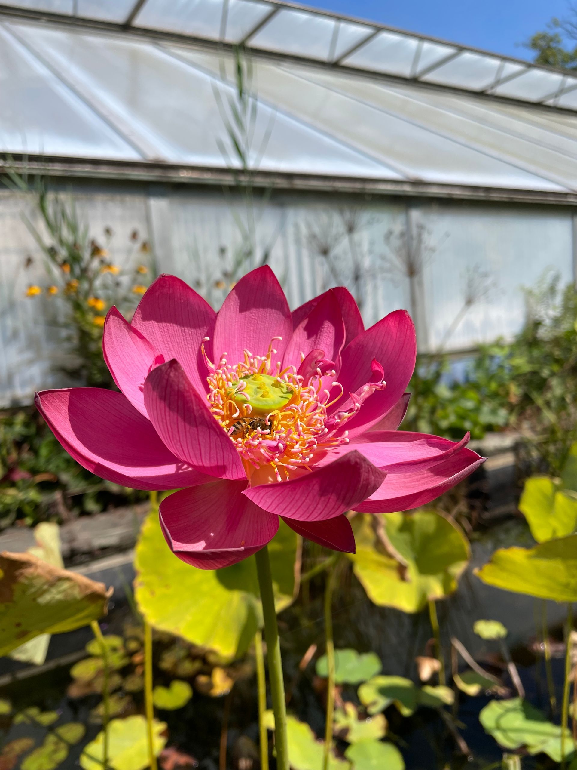 Bright pink lotus flower blooming in a greenhouse with green leaves and a translucent roof.