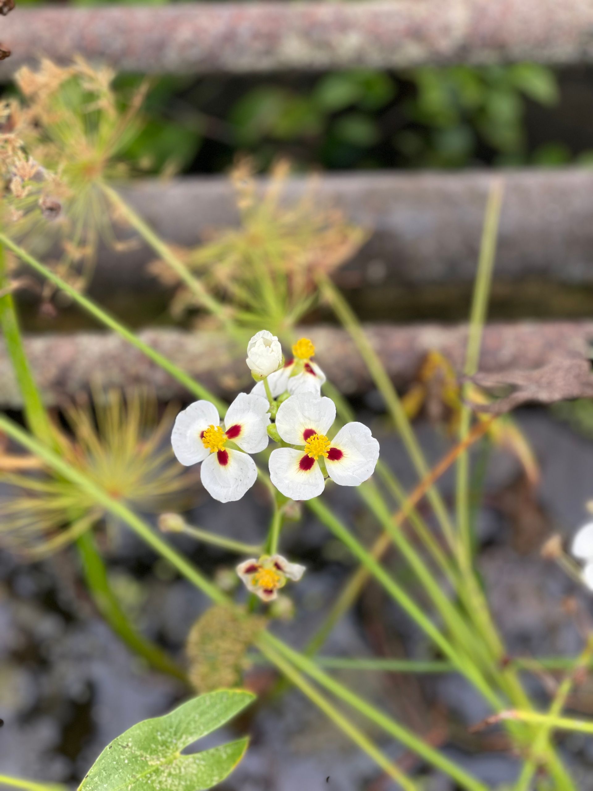 White flowers with yellow centers and red markings blooming among green stems and rocks.
