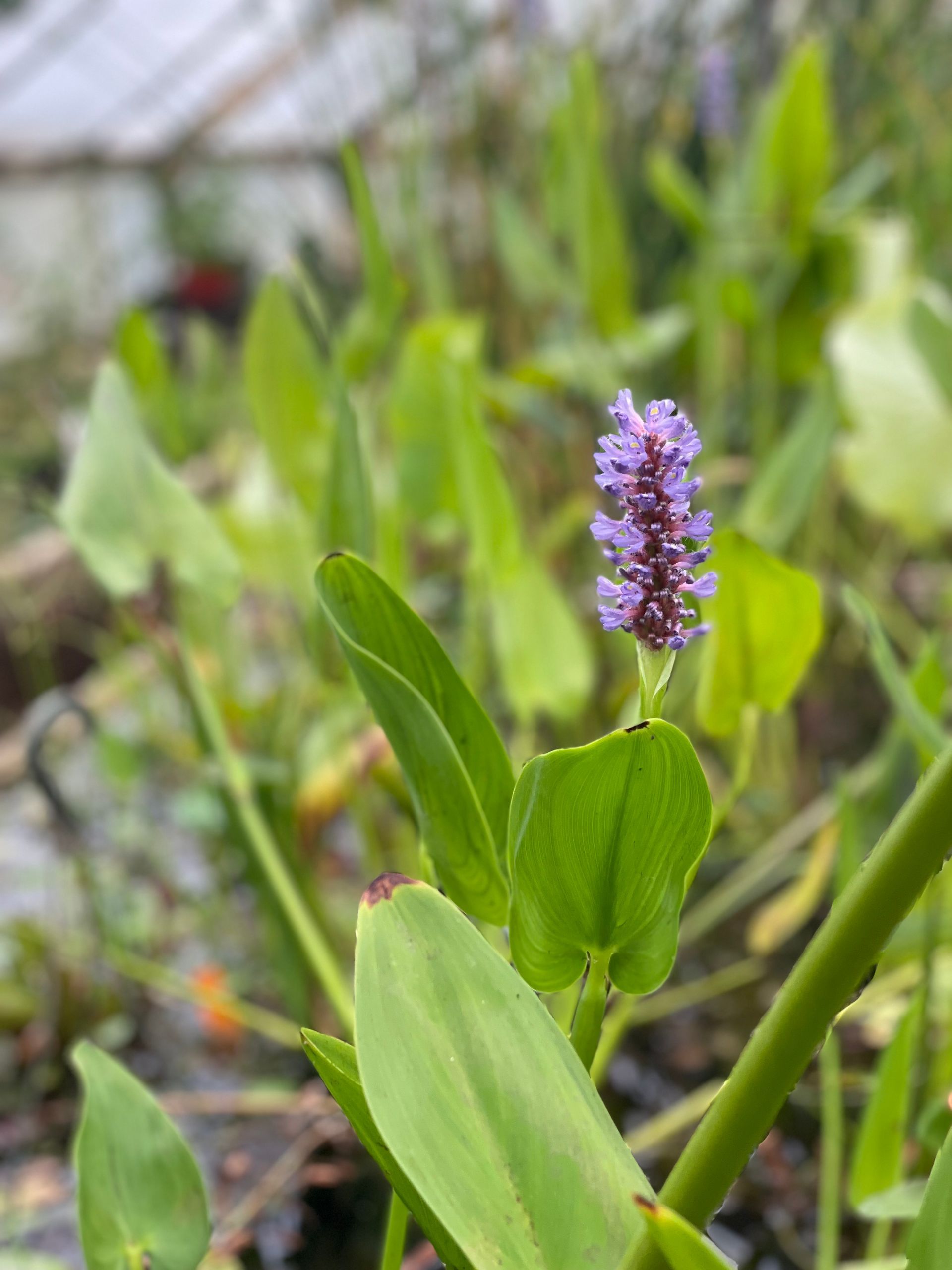Purple wildflower among green leaves in a garden