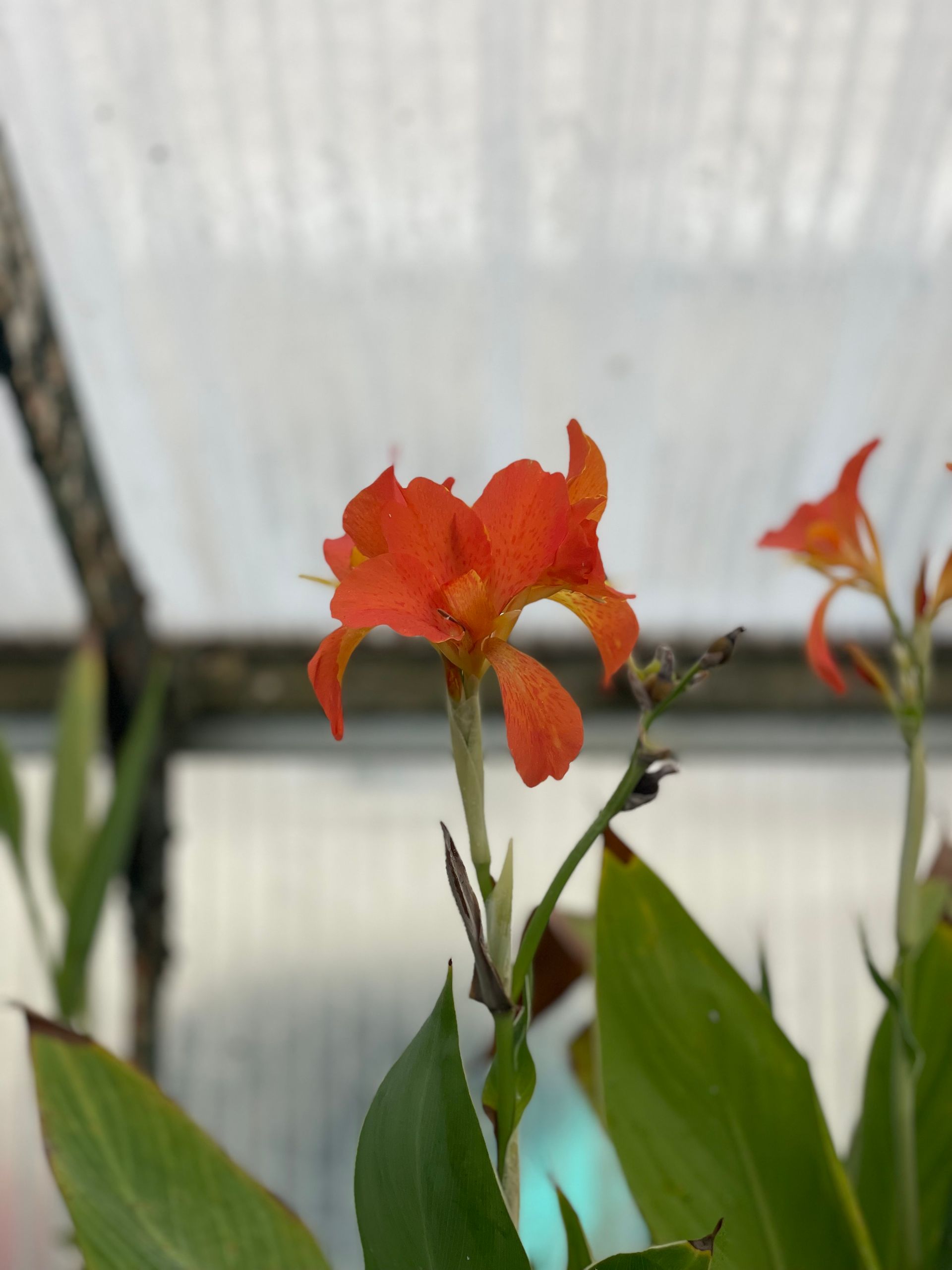 Orange flower with green leaves against a translucent greenhouse background