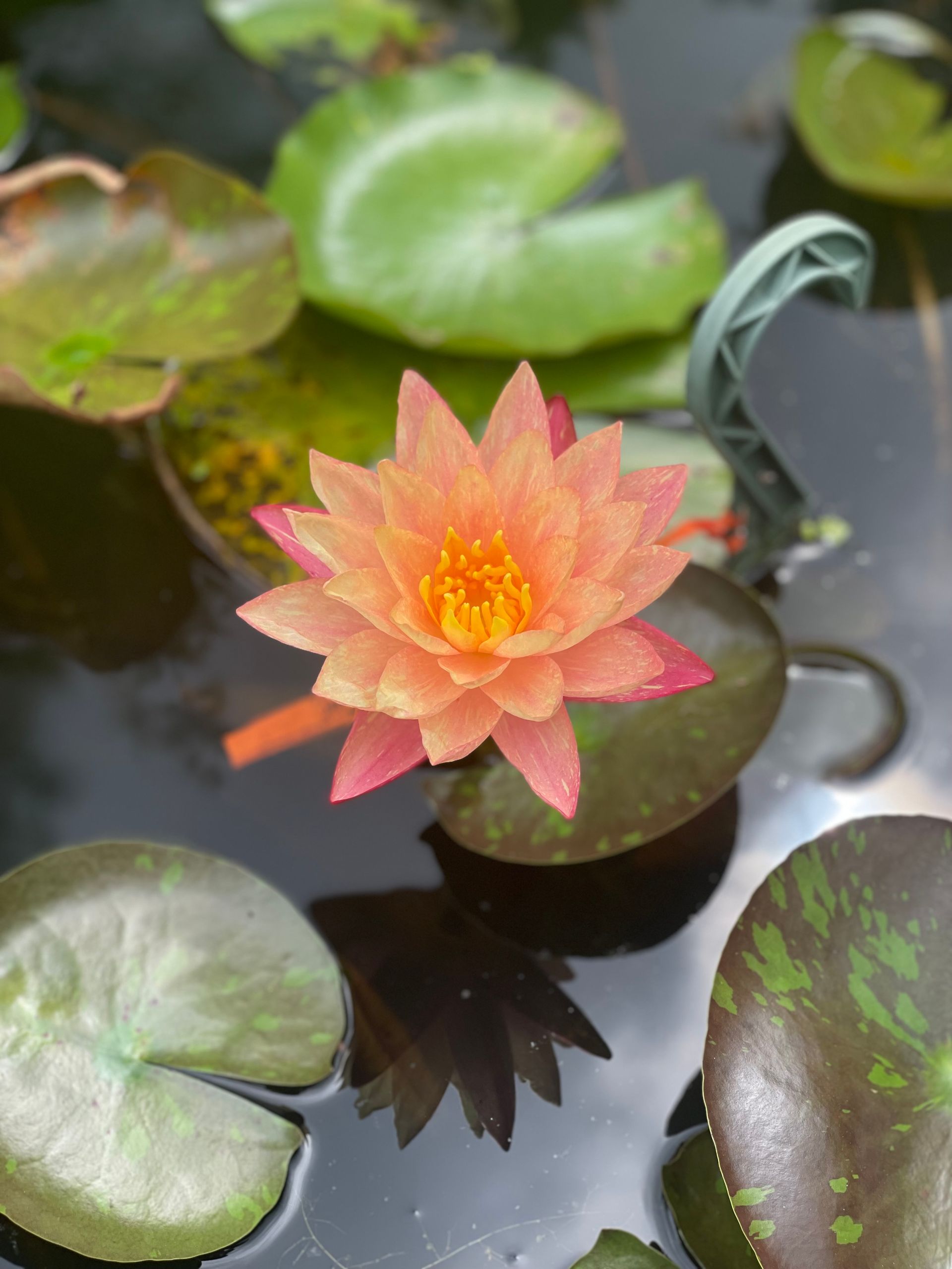 Pink-orange water lily blooming in a pond among green lily pads