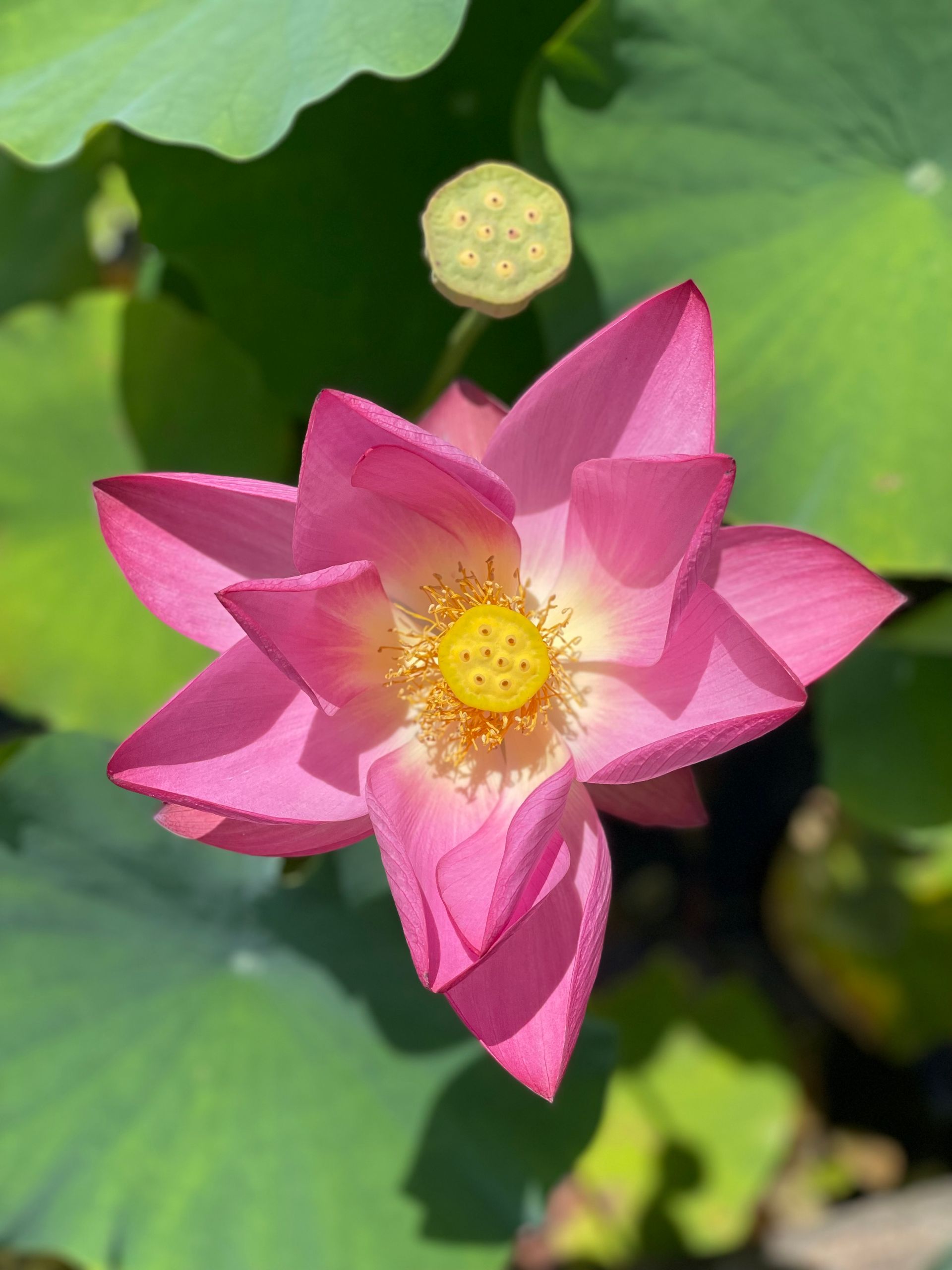 Pink lotus flower blooming among green leaves with a round seed pod above it