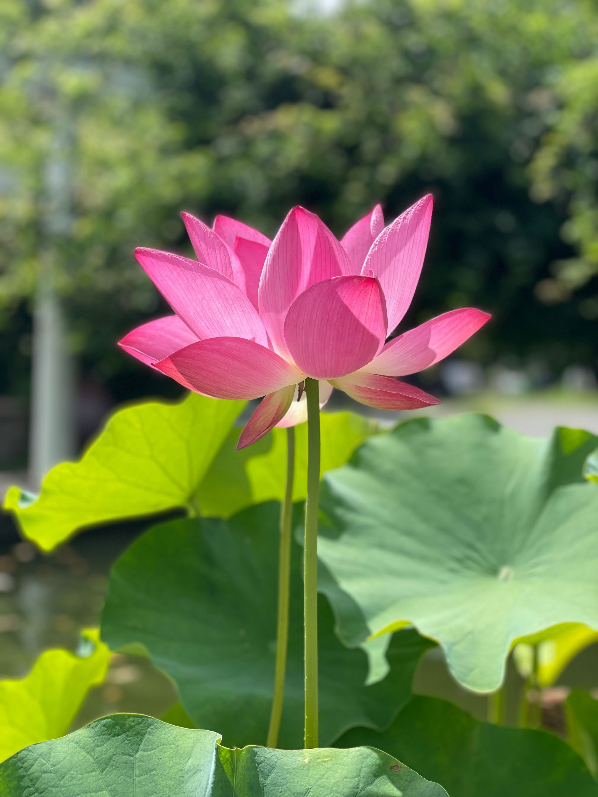 Pink lotus flower blooming above green leaves in a pond