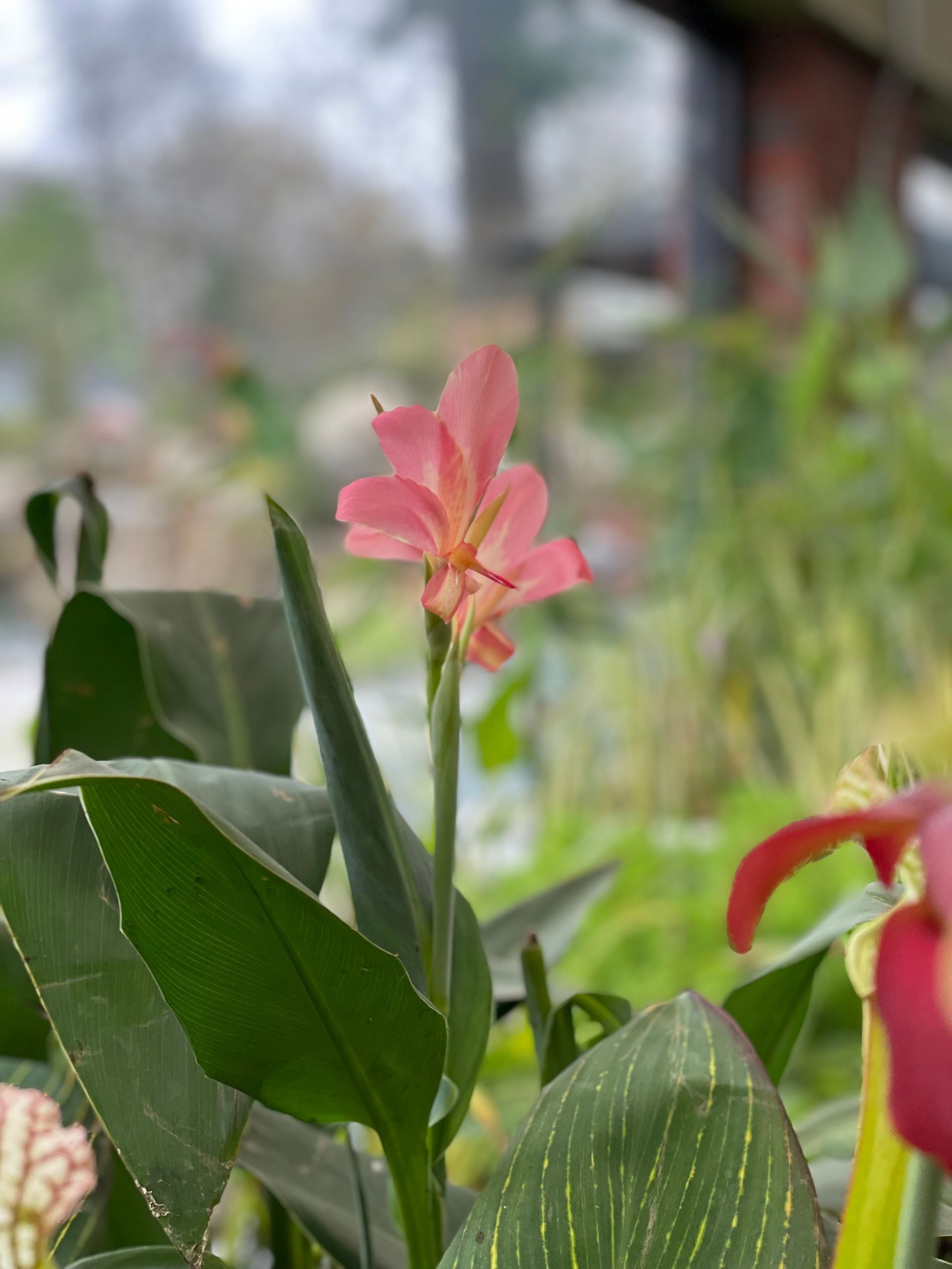 Pink flower blooming among green leaves in a garden setting