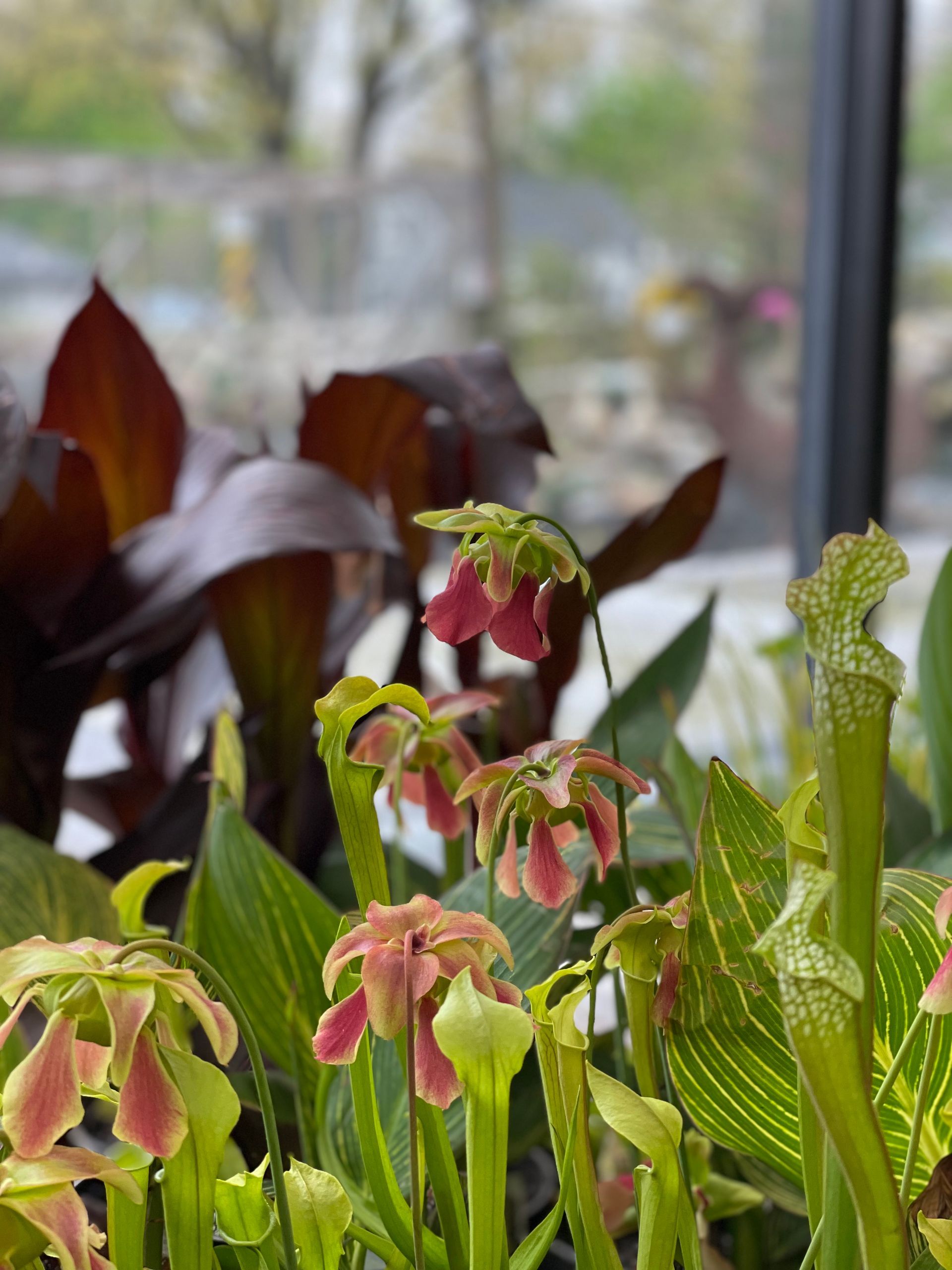 Pink and green pitcher plants by a sunlit window