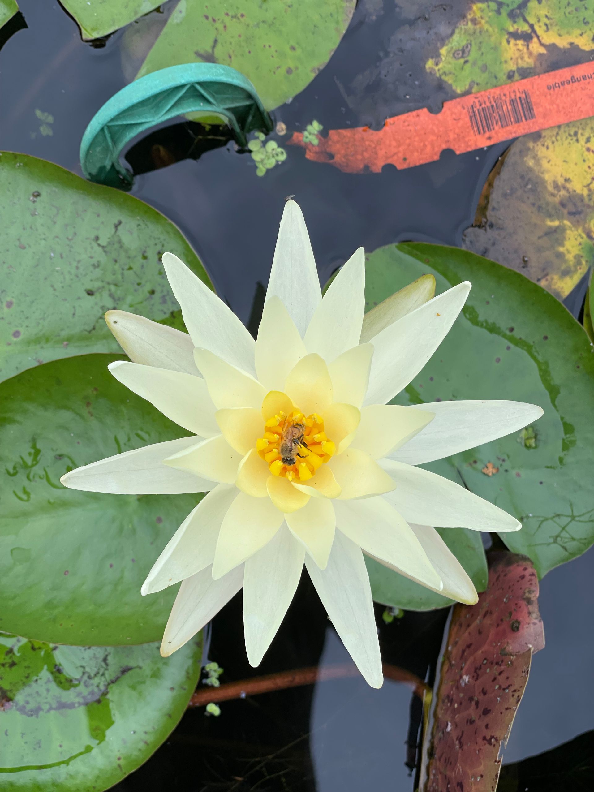 White water lily blooming among green lily pads in a pond