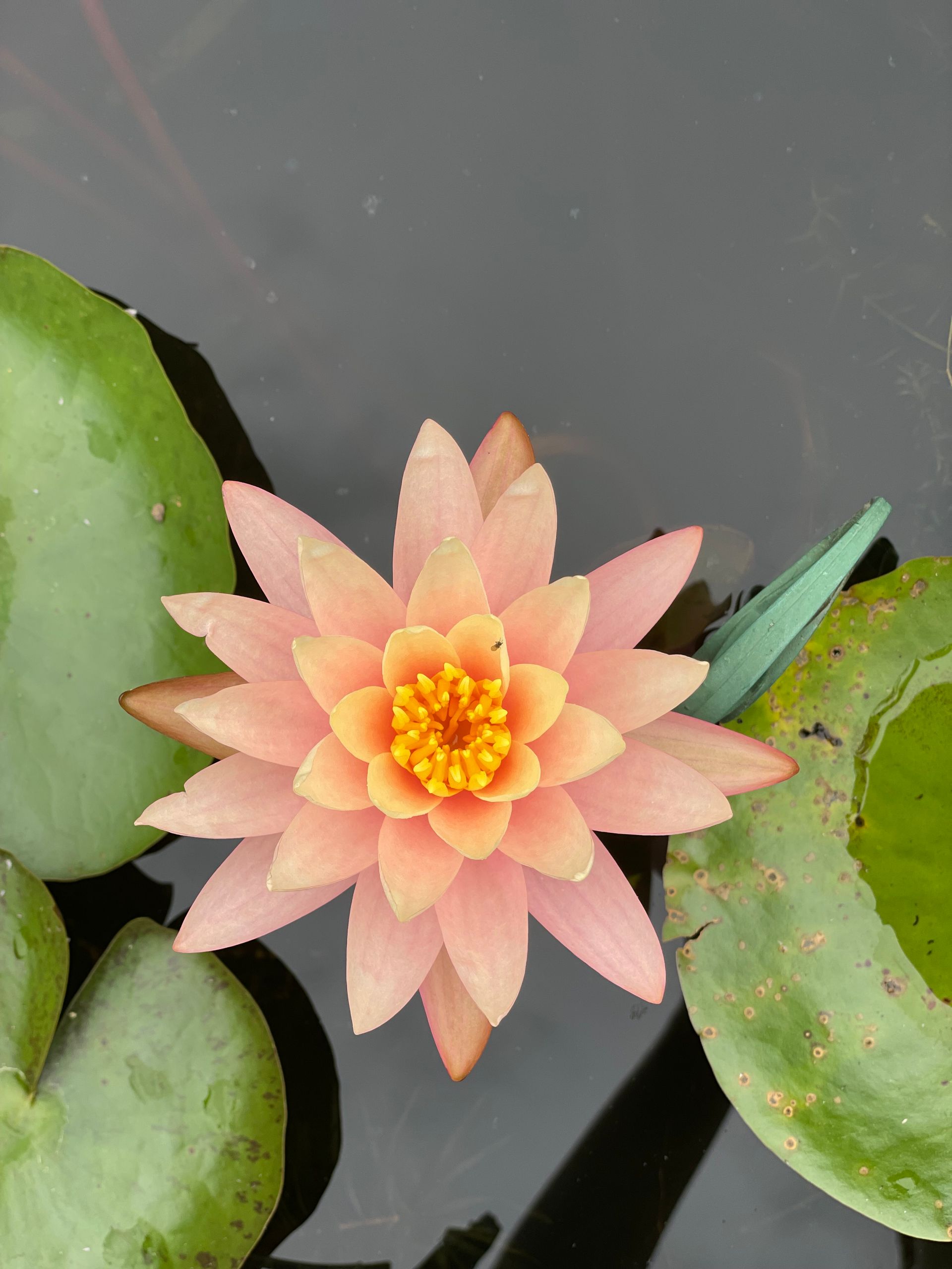 Pink water lily blooming among green lily pads on dark water