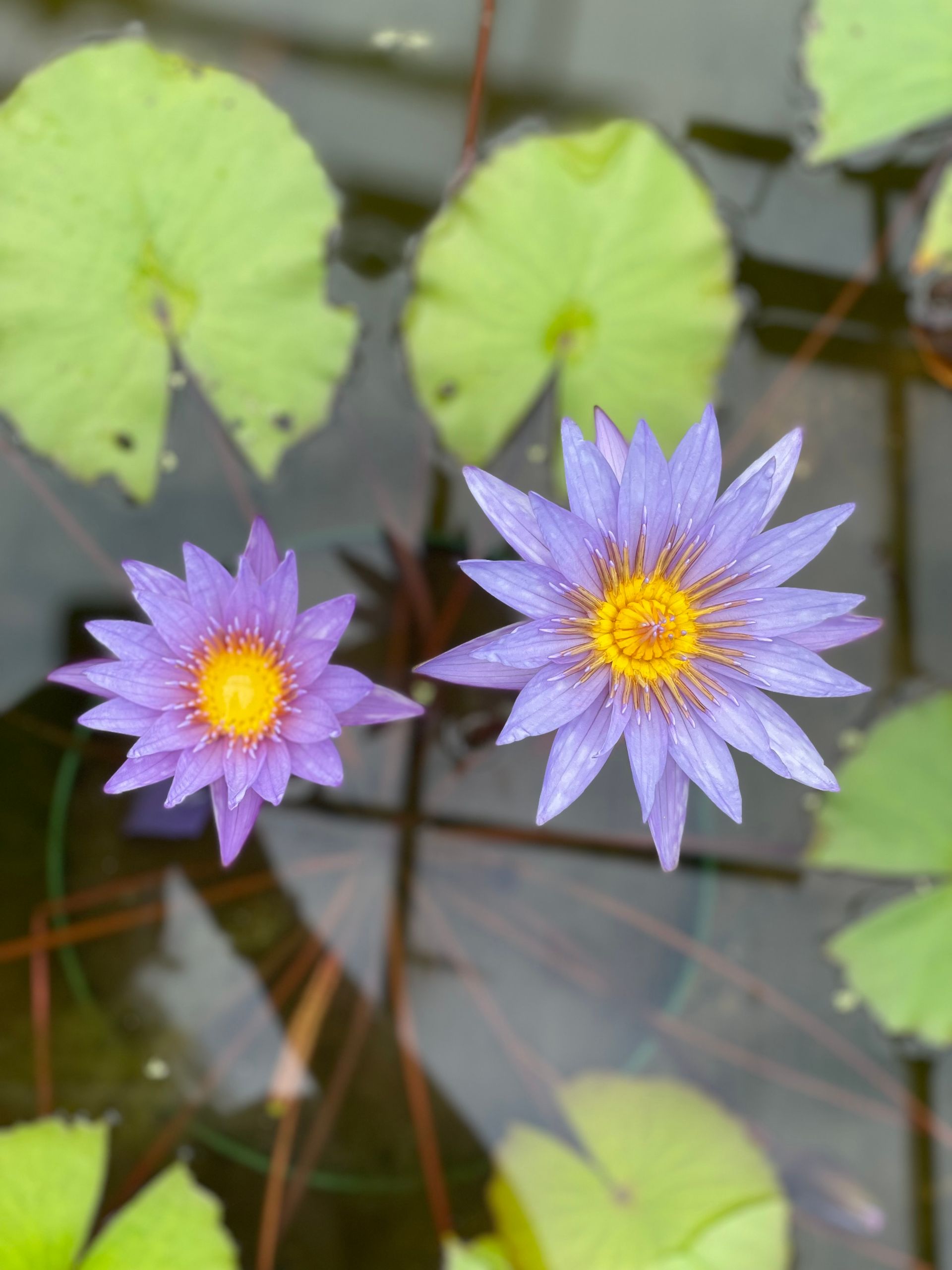 Two purple water lilies floating among green lily pads in a pond