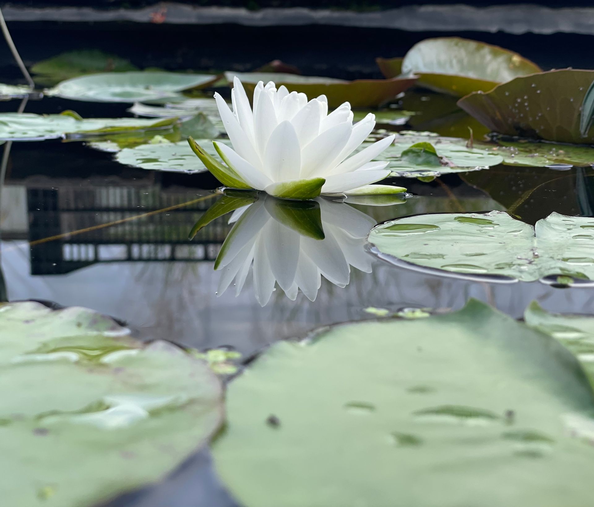 White water lily blooming on a pond, surrounded by green lily pads and reflected in still water