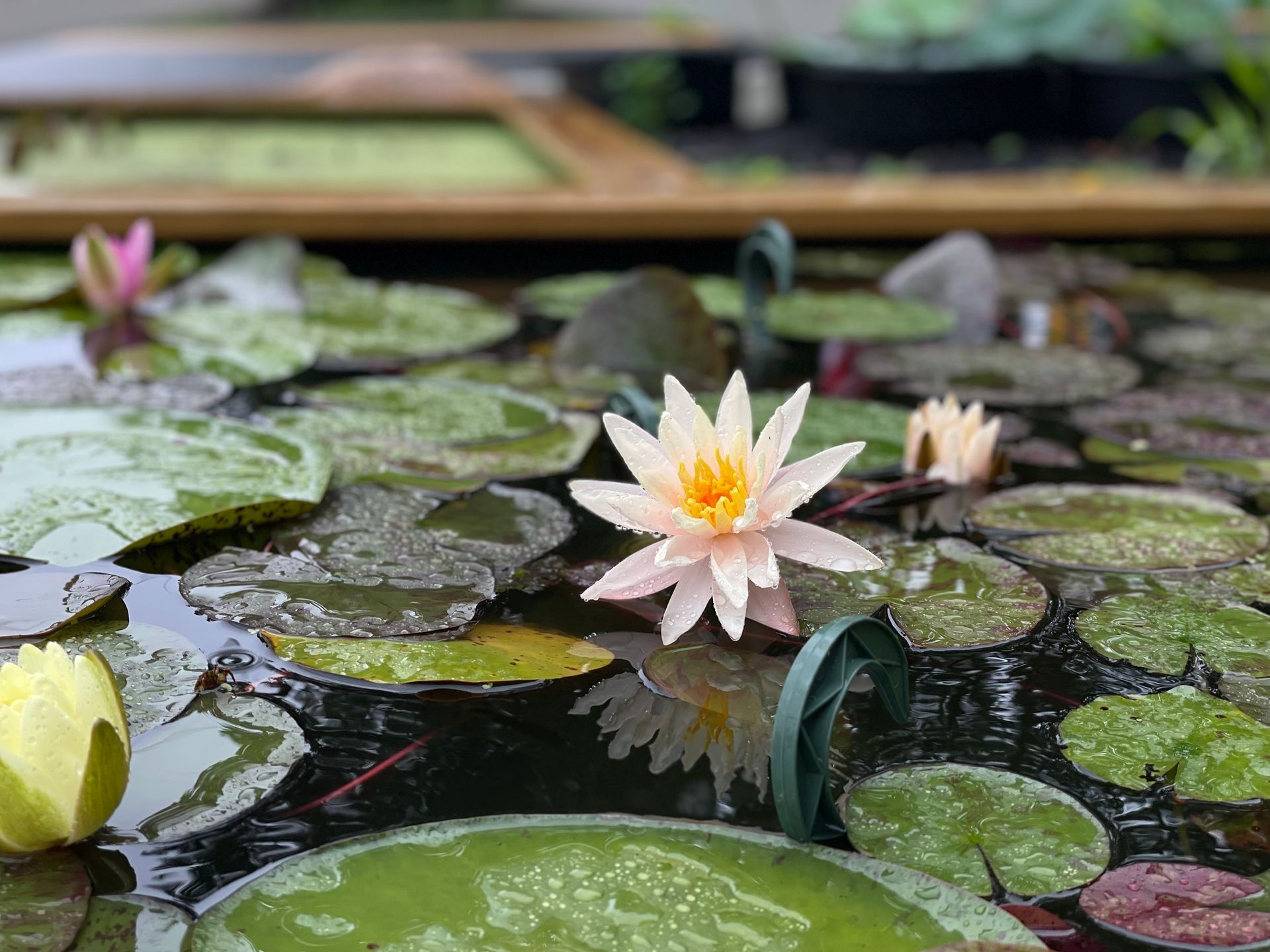 White water lily blooming among green lily pads in a pond