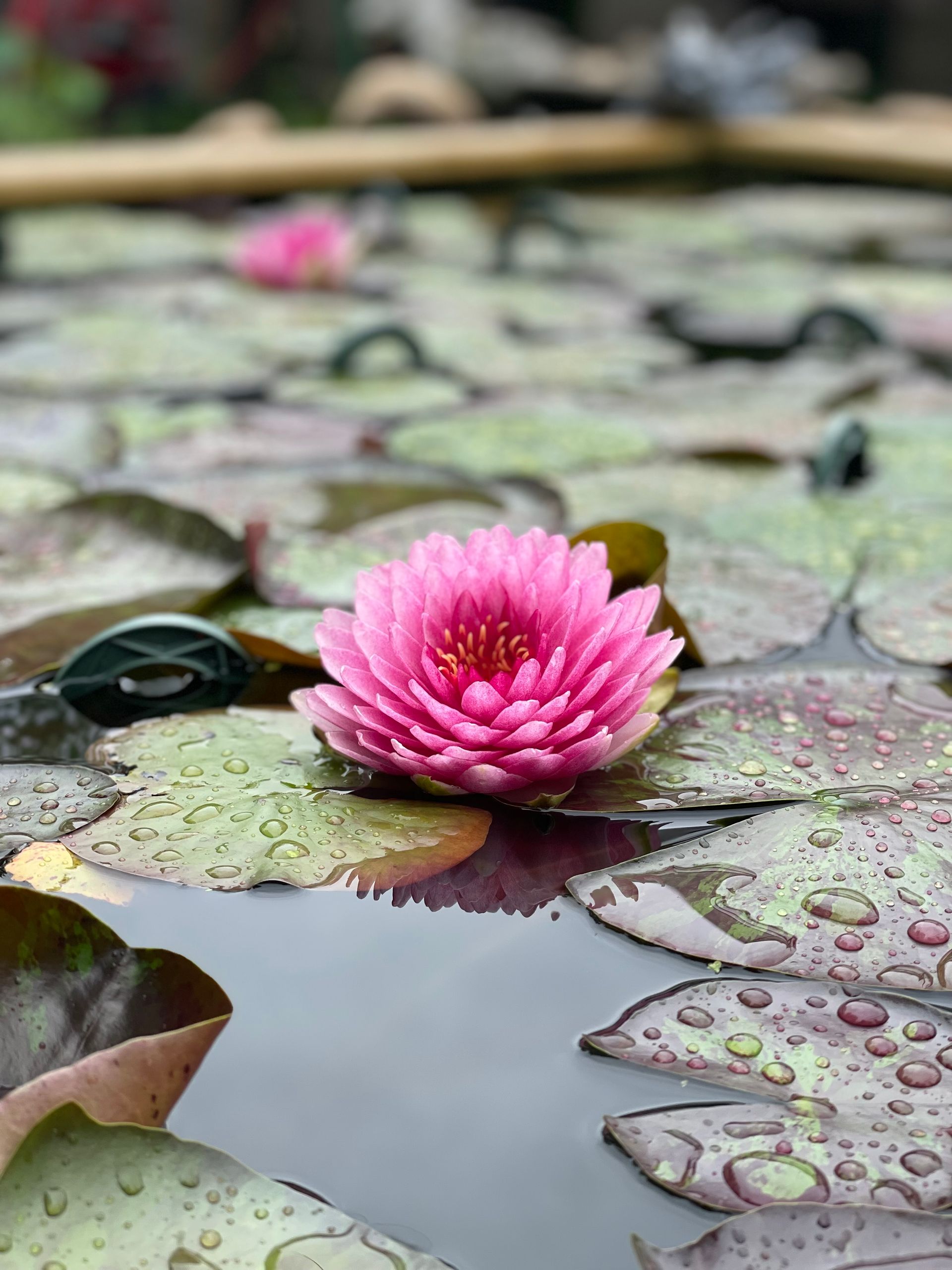 Pink water lily blooming among lily pads on a pond with rippling water