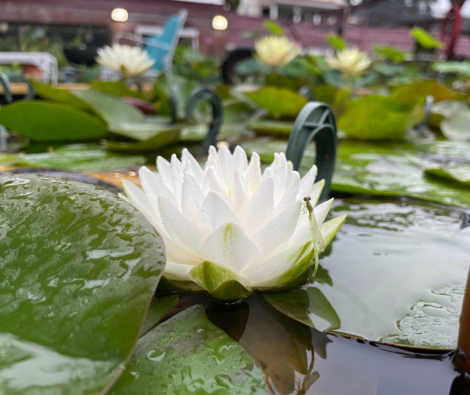 White water lily blooming on a pond among broad green lily pads