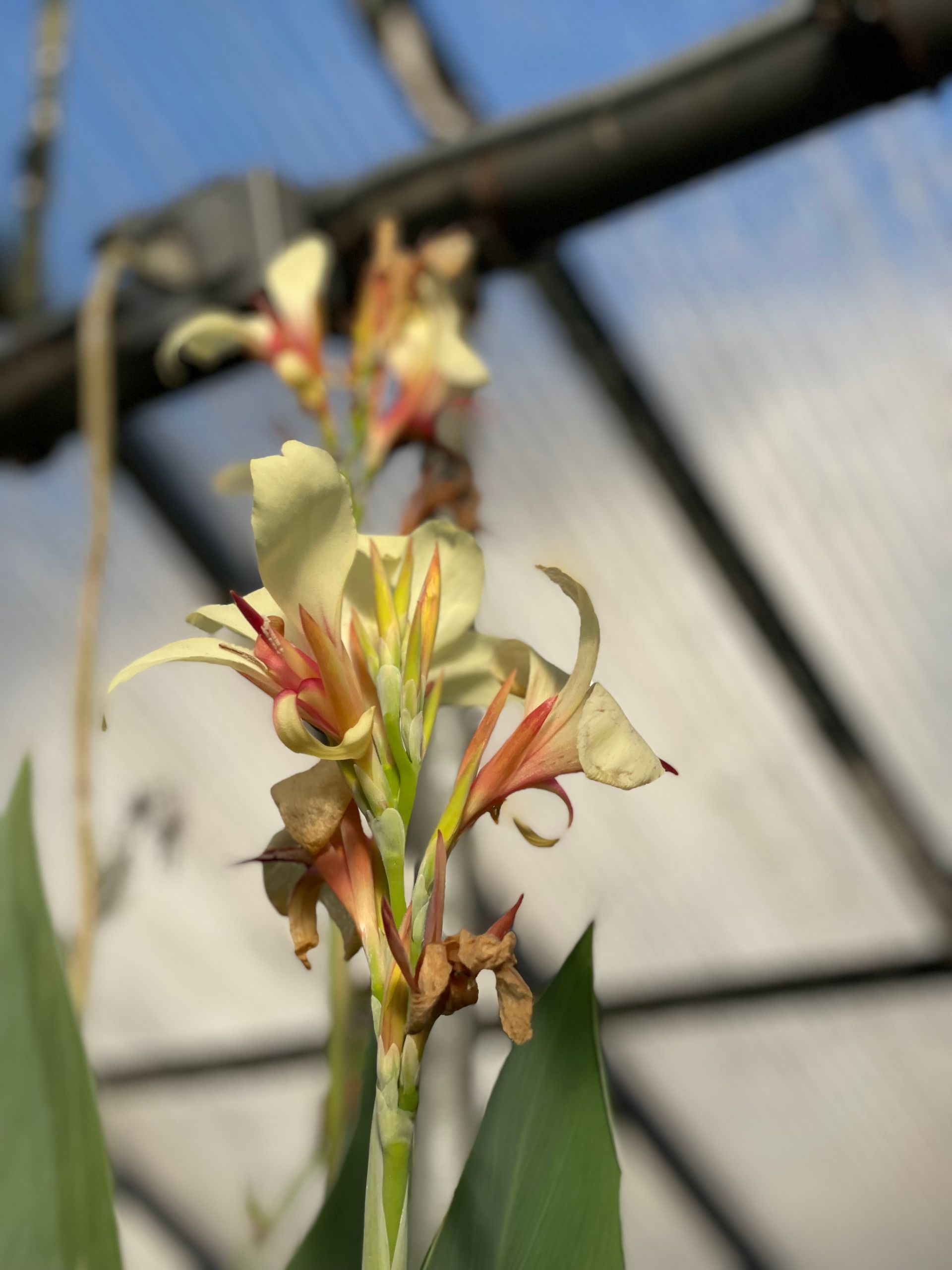 Yellow flowers blooming on a plant in a greenhouse, with long green leaves and blurred metal framing behind it