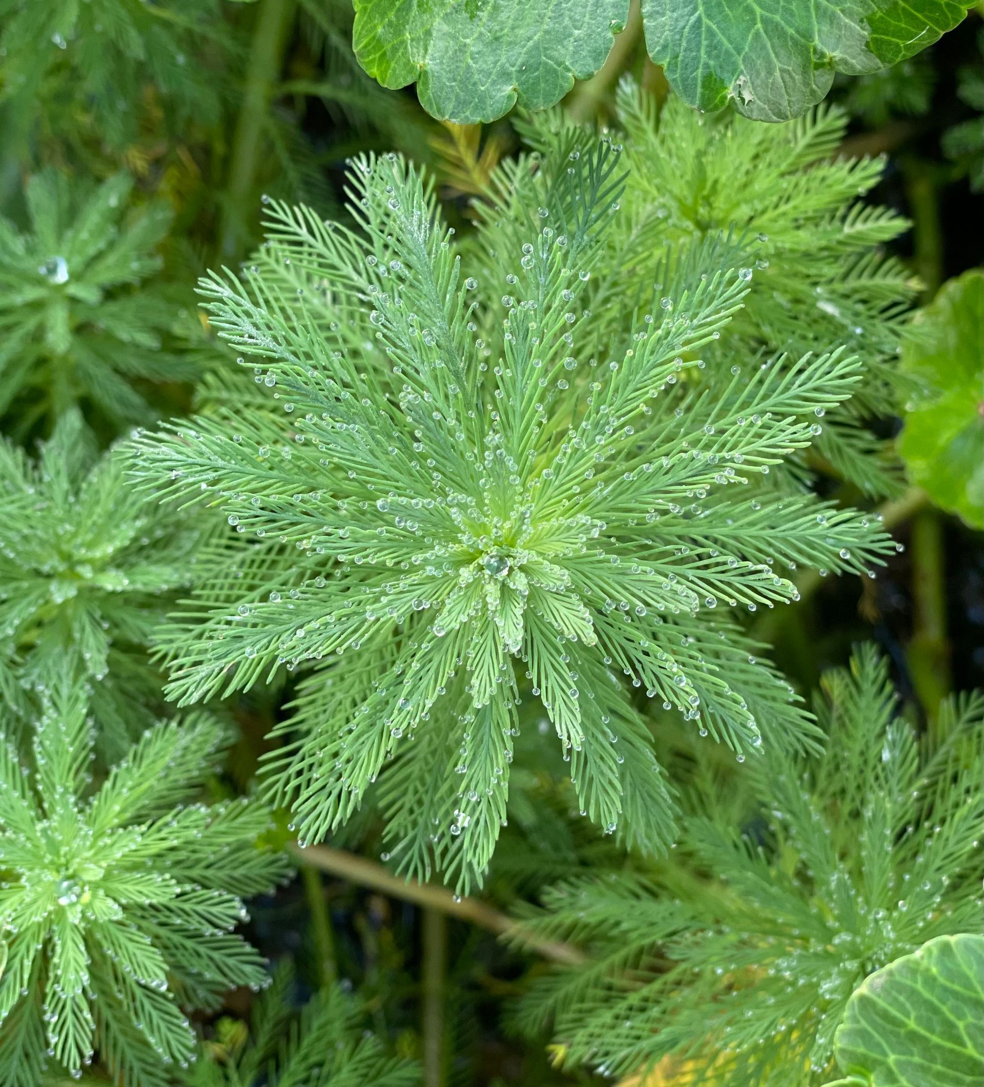 Green fern fronds with fine, feathery leaves growing in dense foliage
