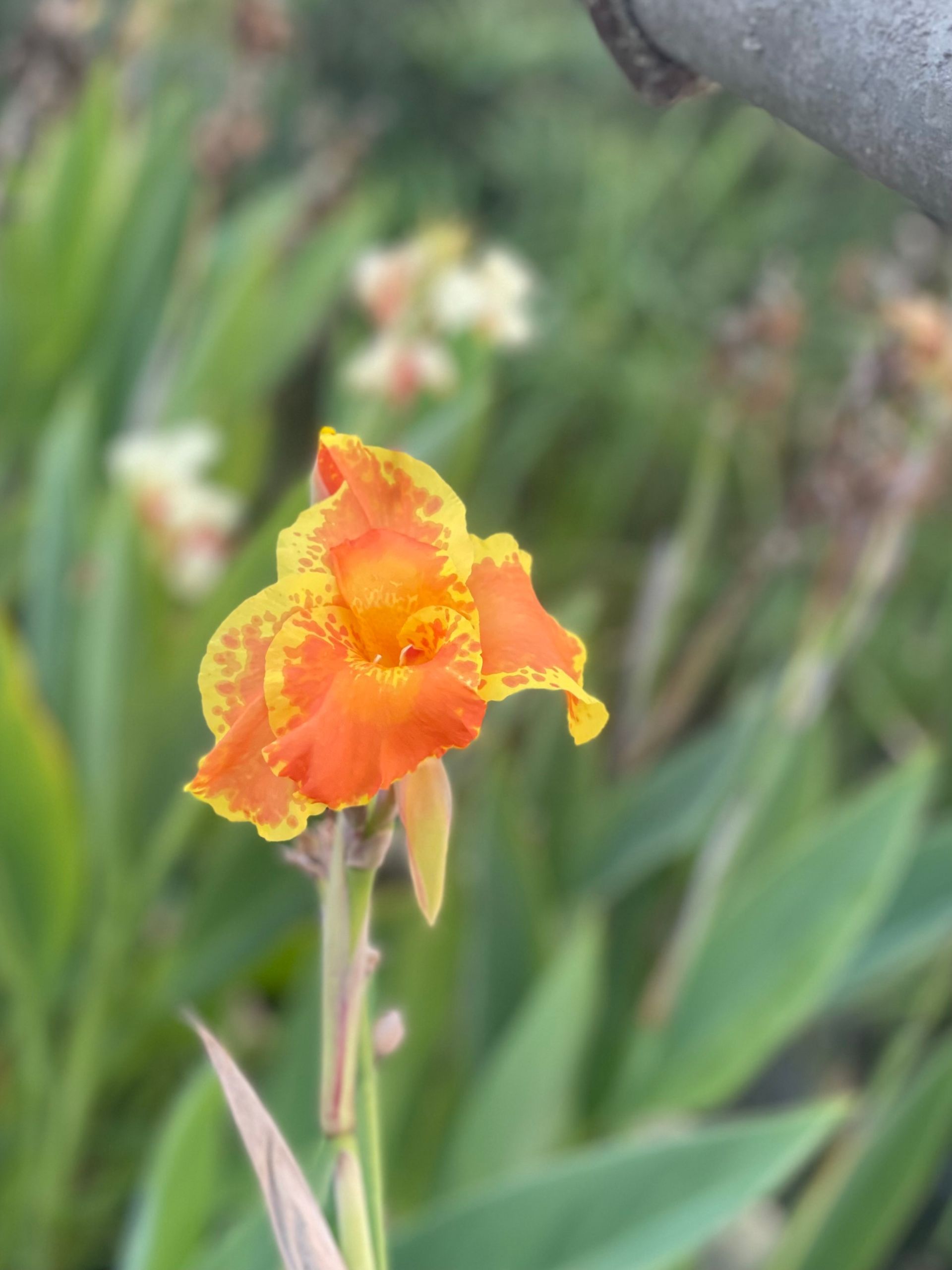 Orange-yellow flower blooming against a blurred green garden background