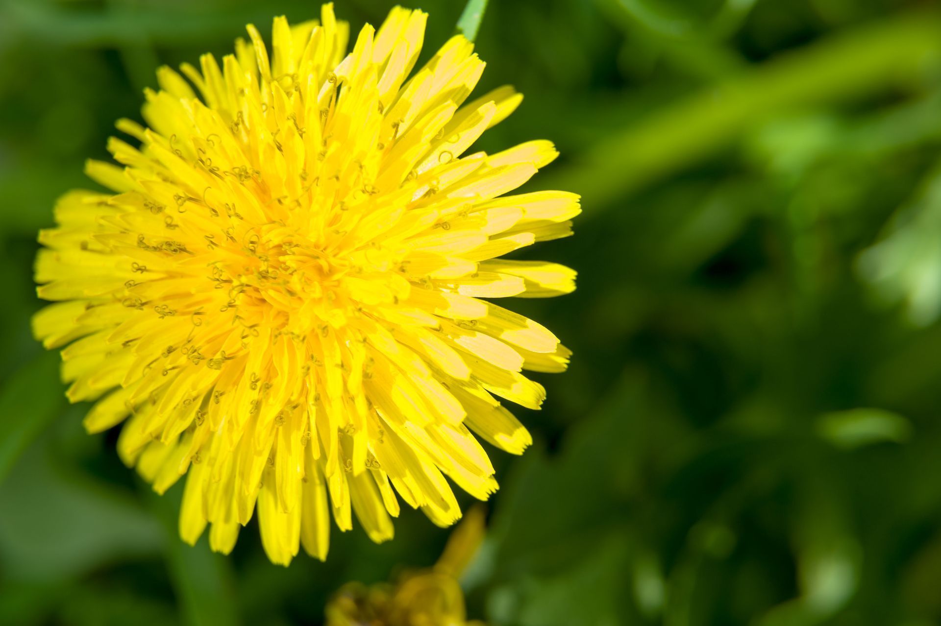 Close-up of a bright yellow dandelion flower against a blurred green background