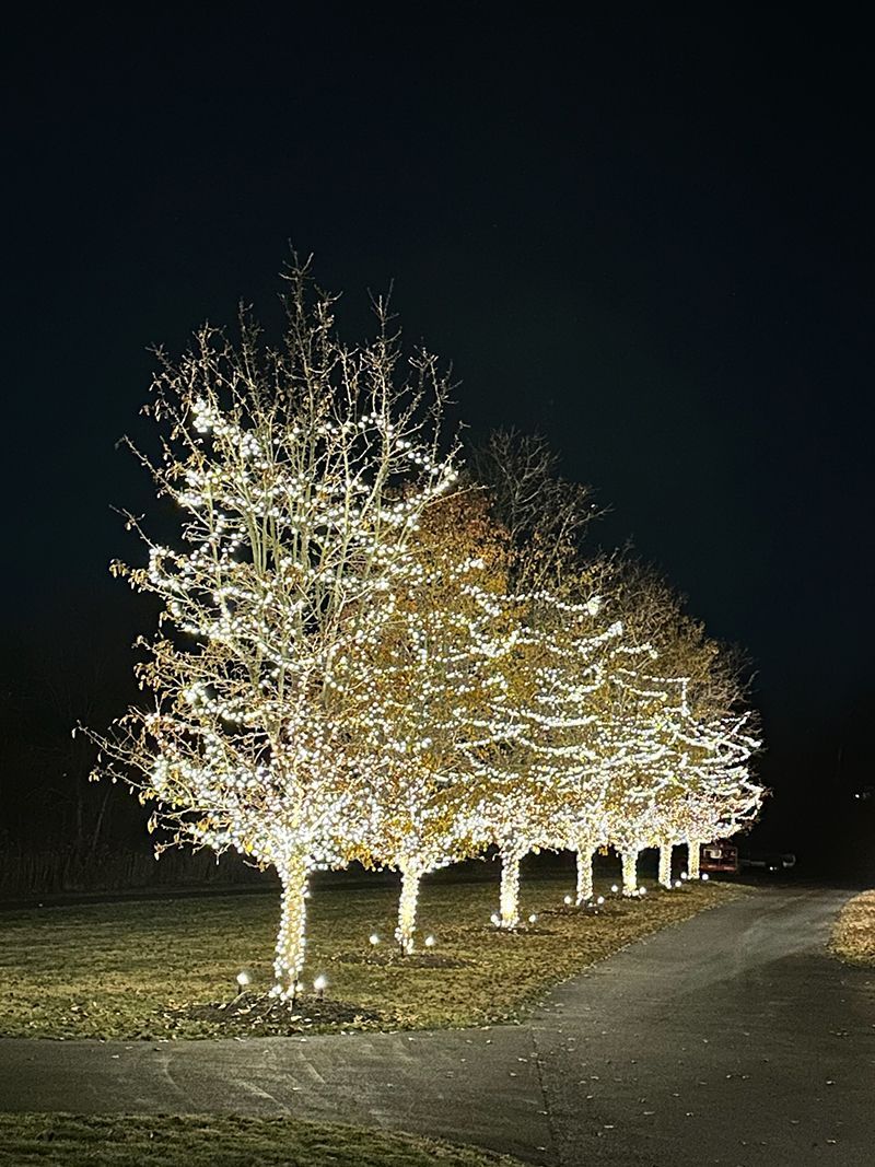 Trees with white lights on a dark night, lining a curved driveway.