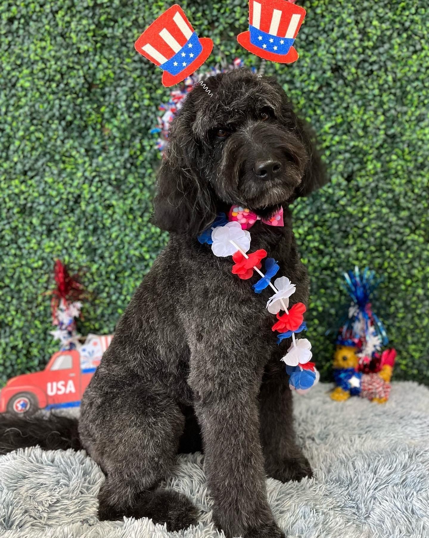 Dog grooming services