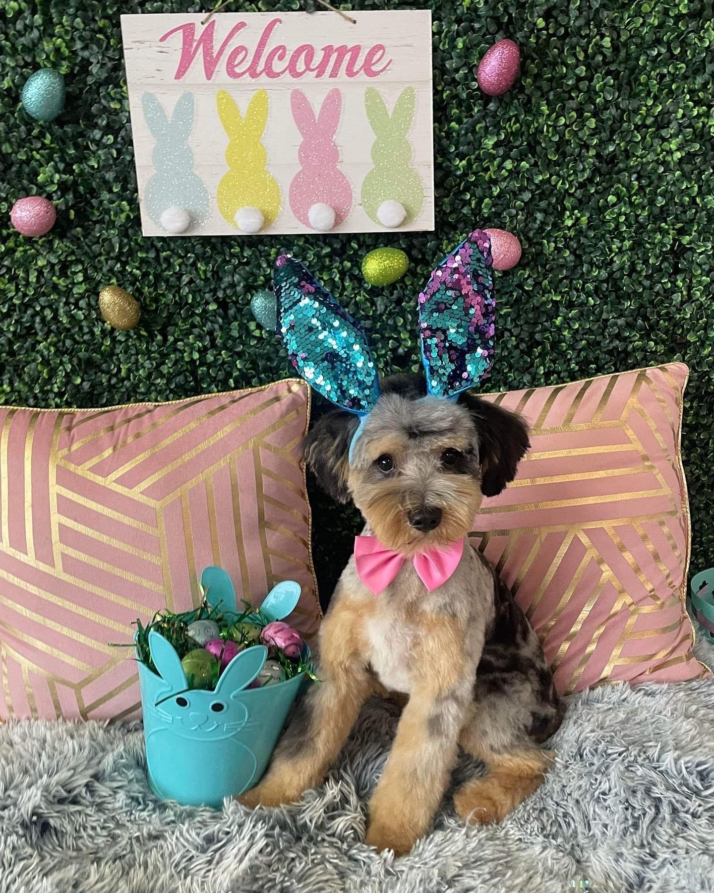 Dog grooming services