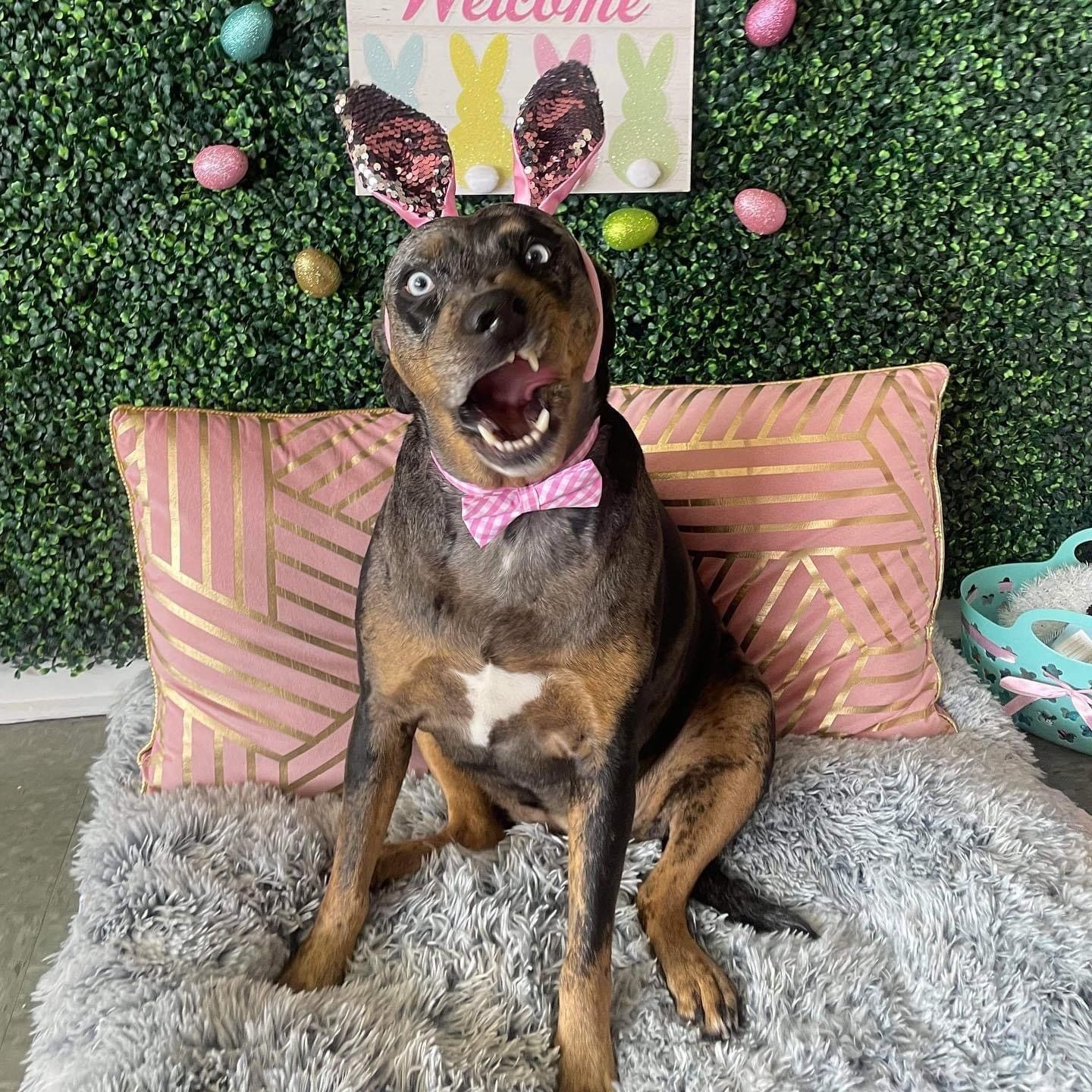 Dog grooming services