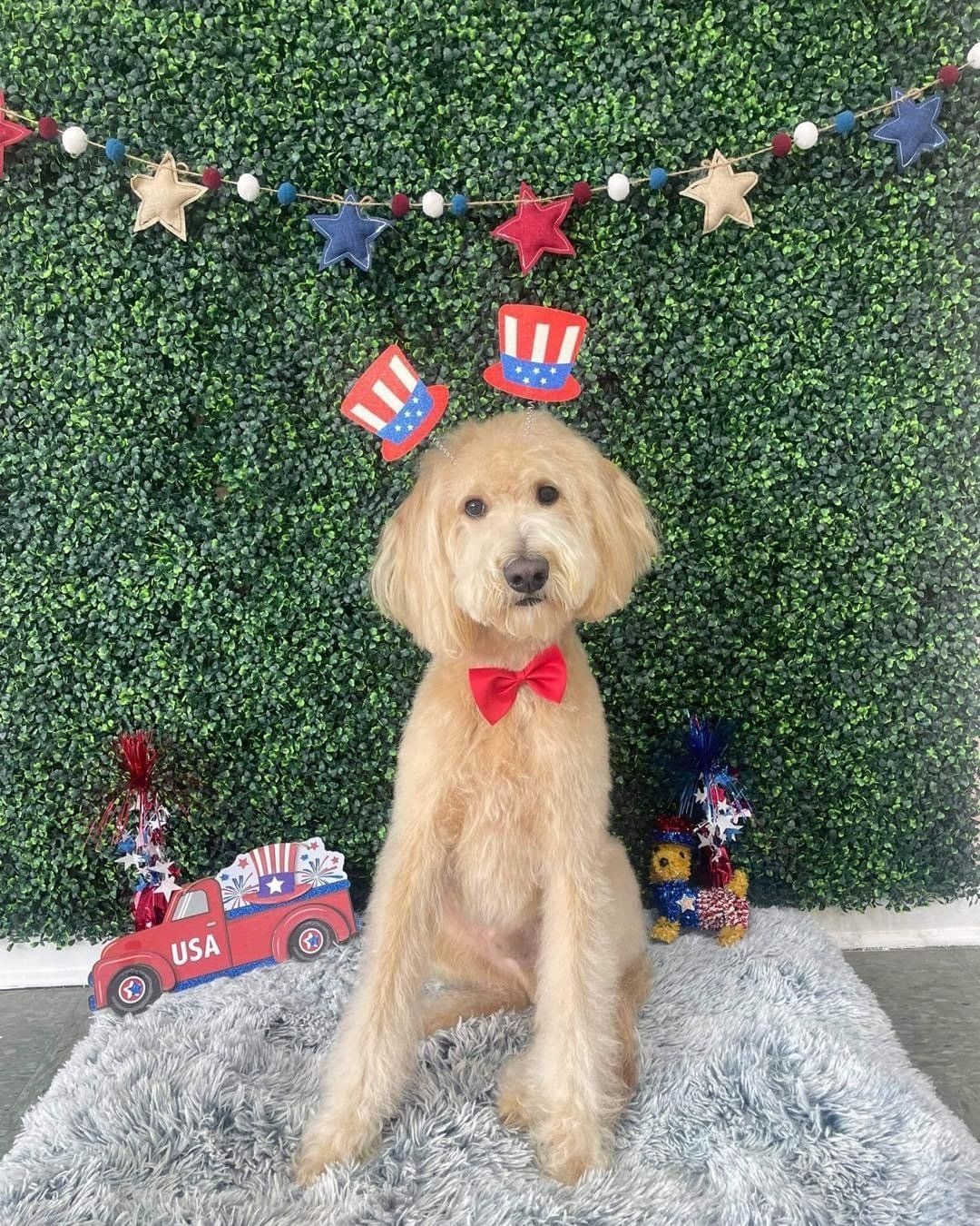 Dog grooming services