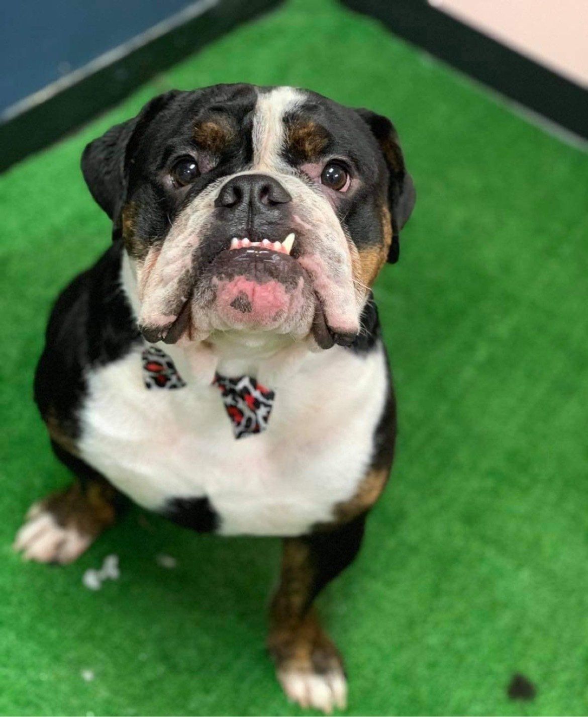 Dog grooming services