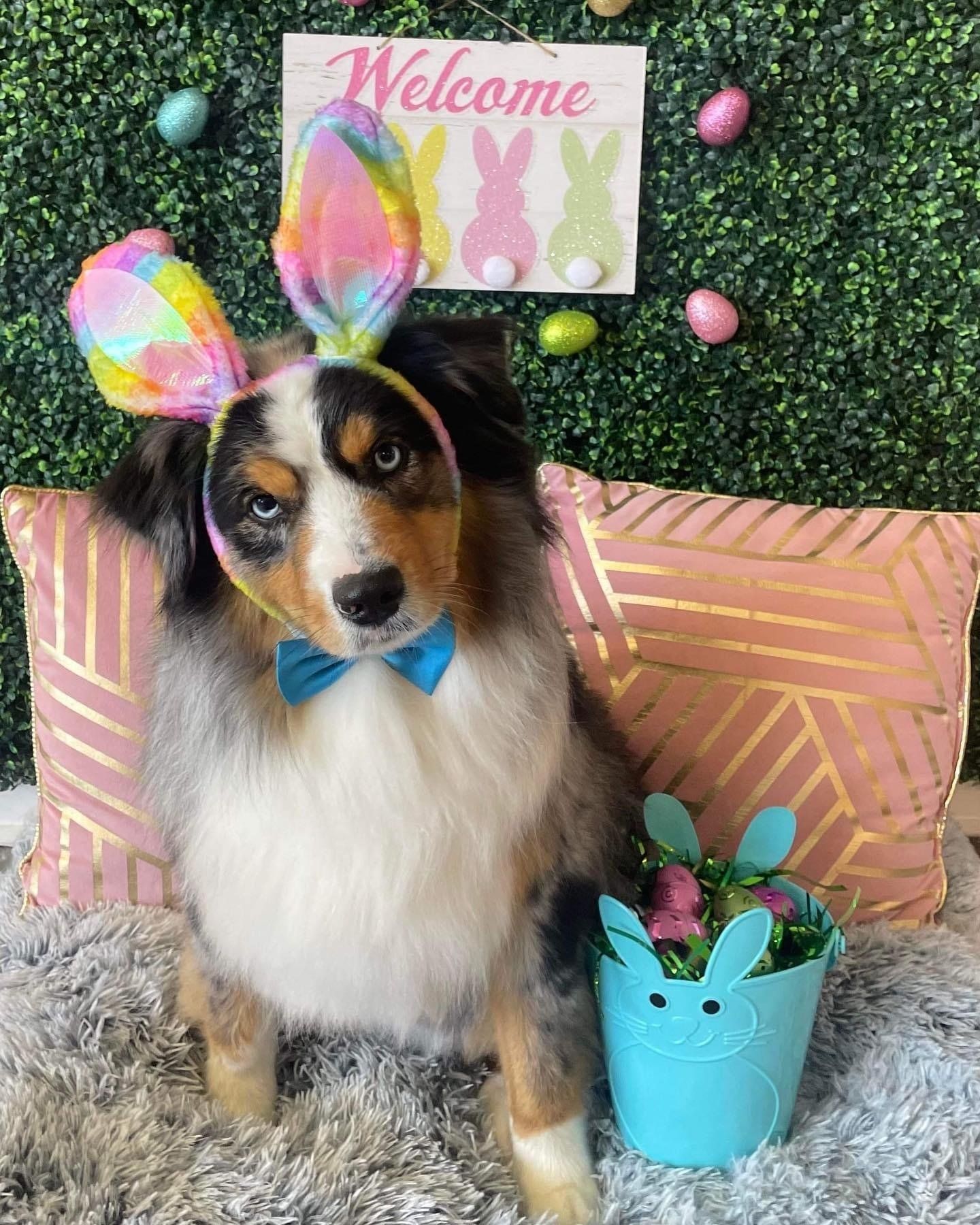 Dog grooming services