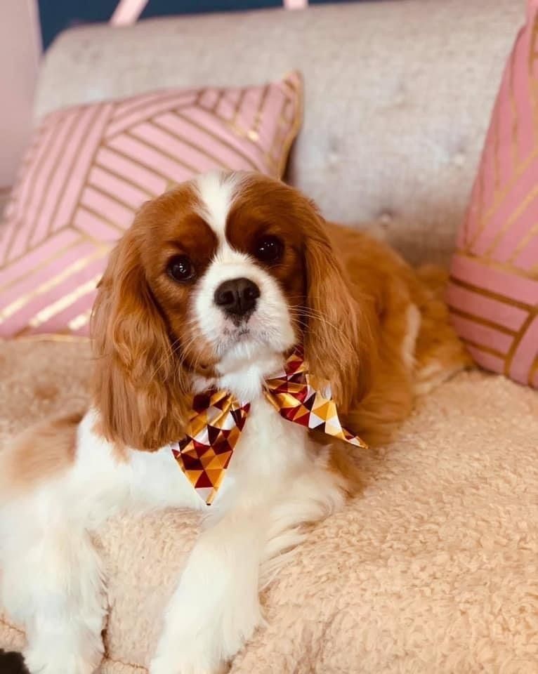 Dog grooming services