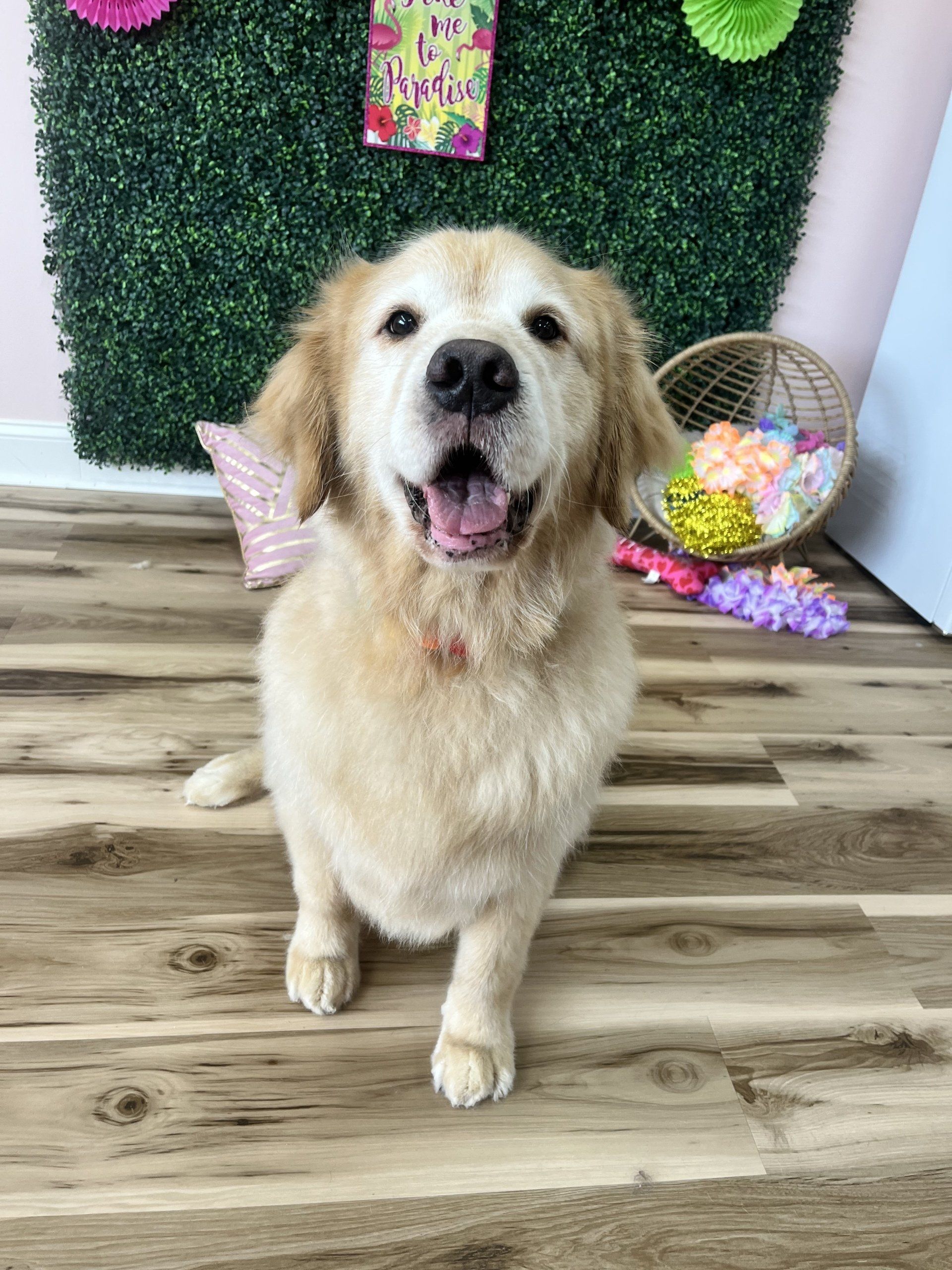 Dog grooming services