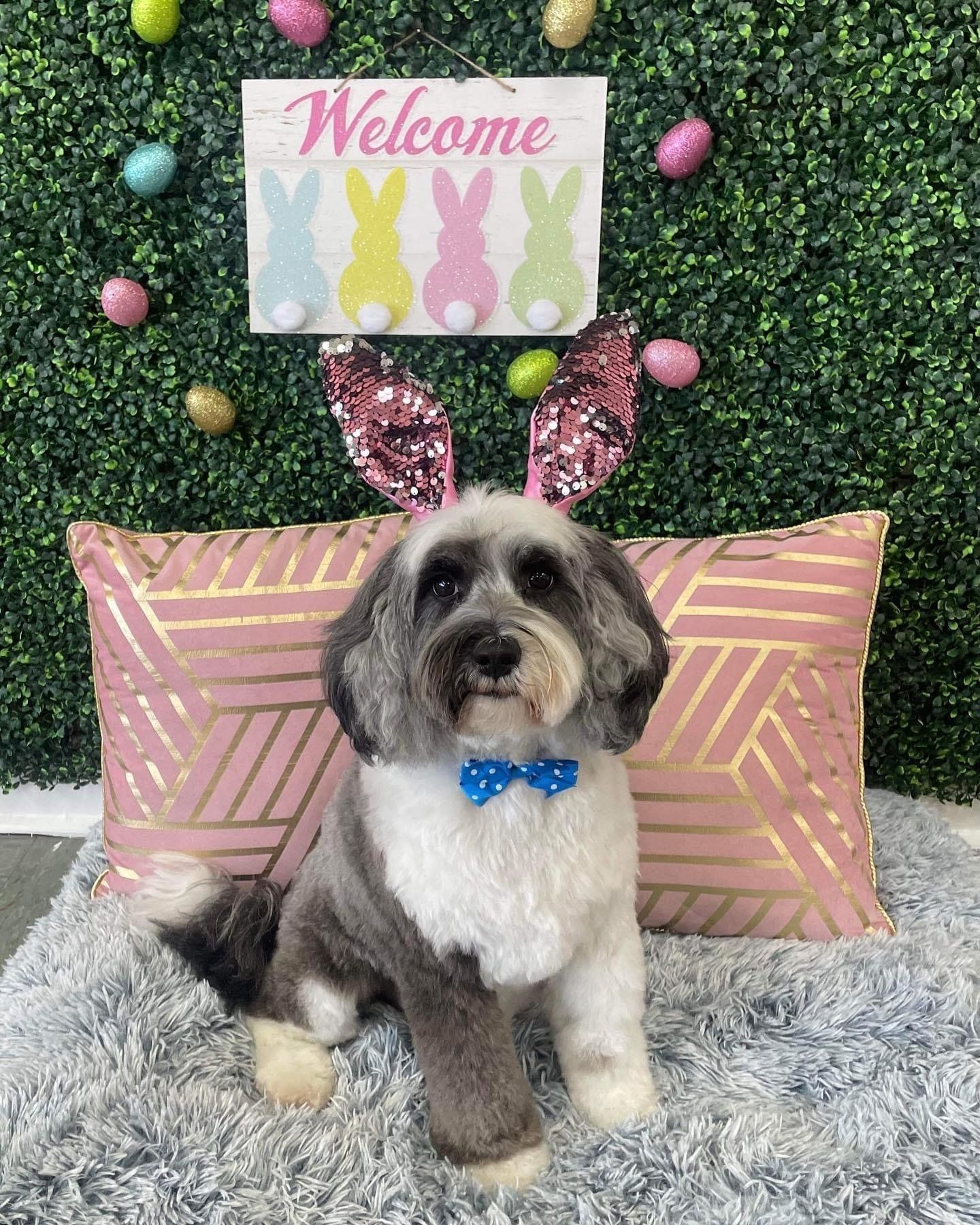 Dog grooming services