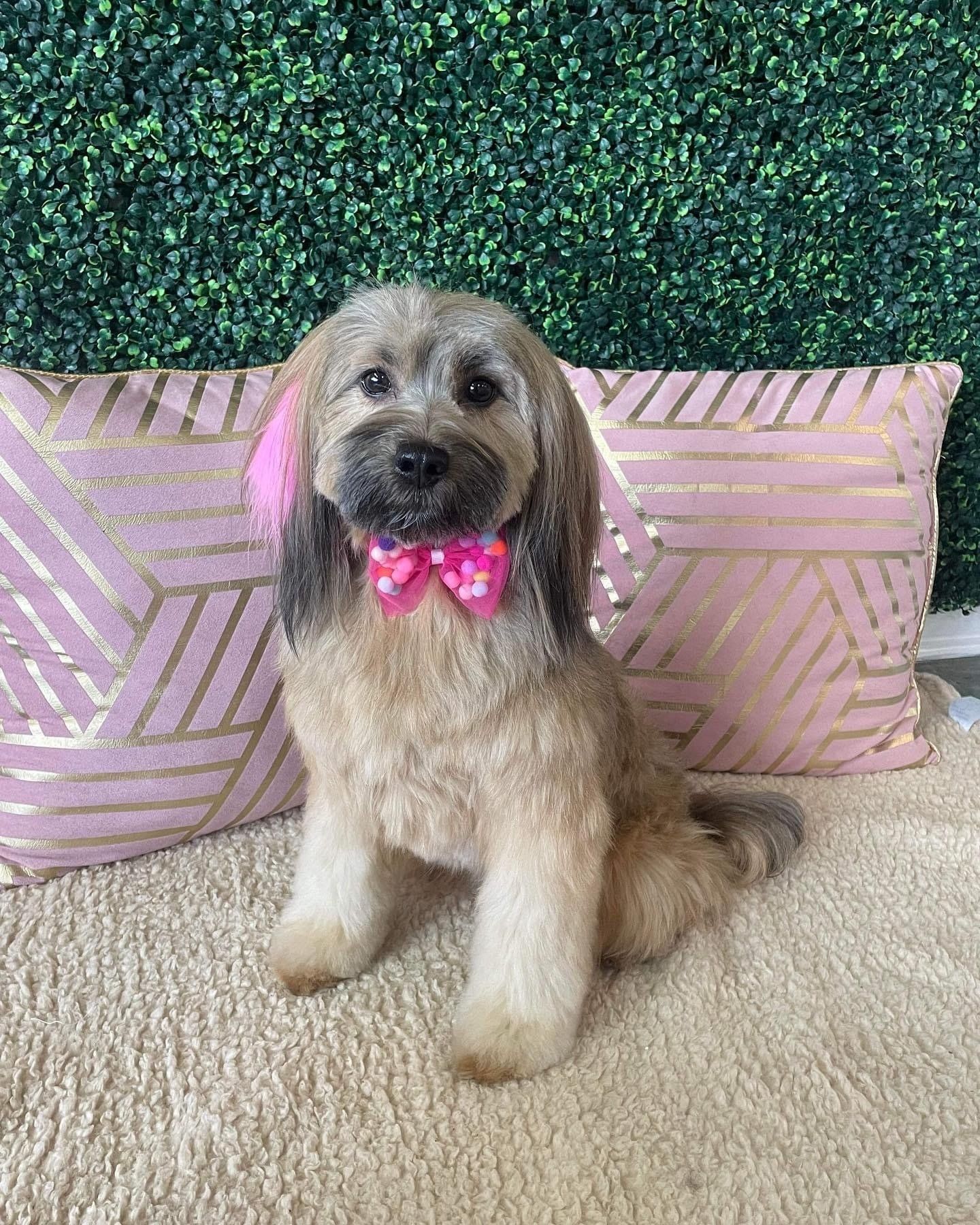 Dog grooming services