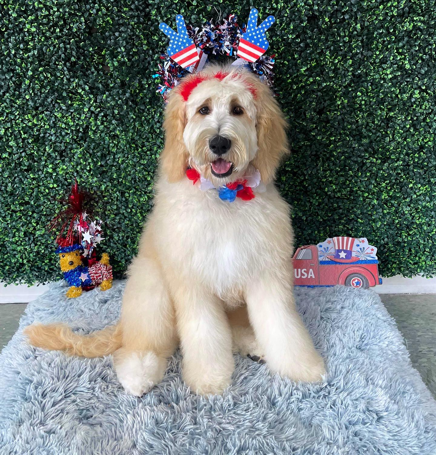 Dog grooming services